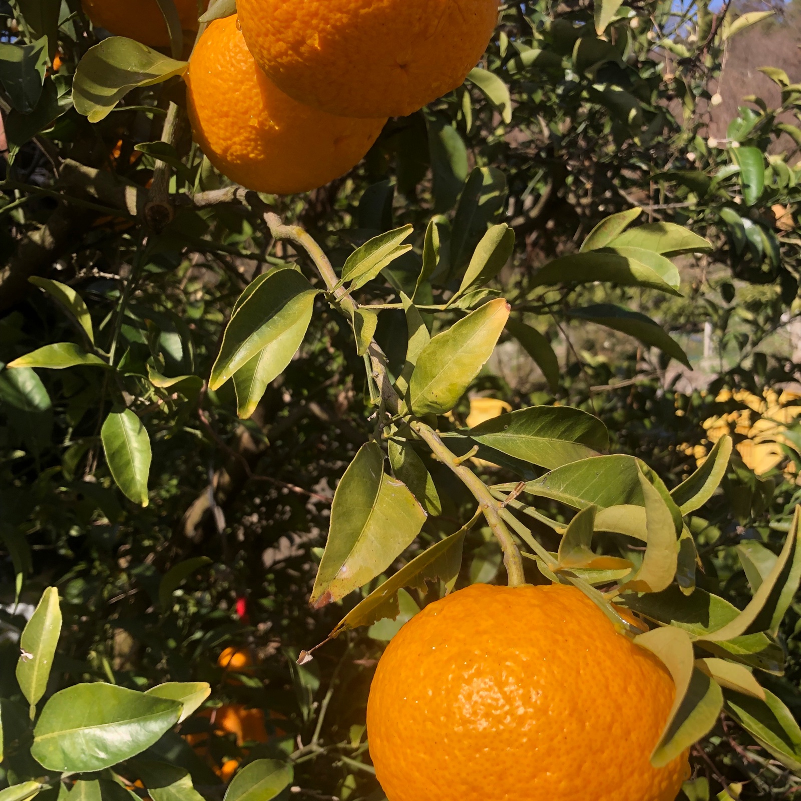 今が旬甘夏みかん【期間中農薬不使用】 | 果物/オレンジ・その他みかん