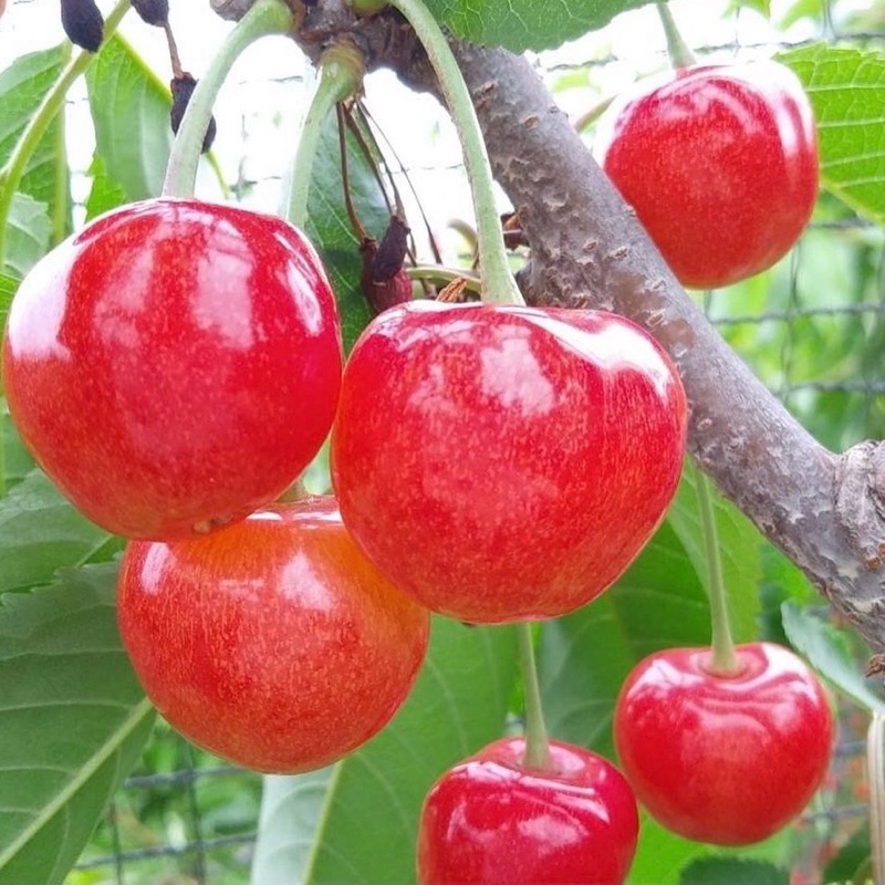 小座間果樹園（山形県・天童市）｜生産者詳細｜産直アウル