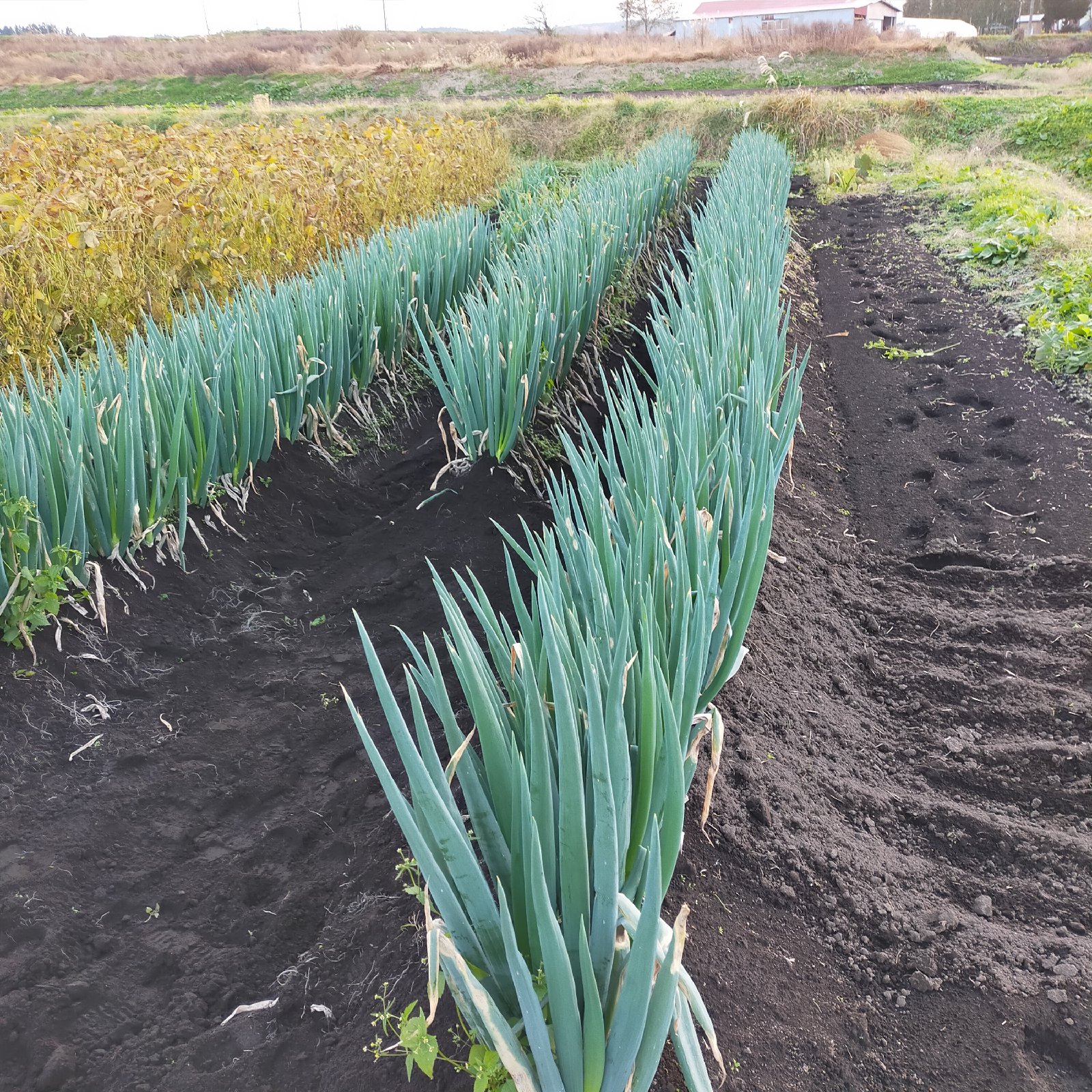 cbe1d4994ae97f5e2822d1612b325d