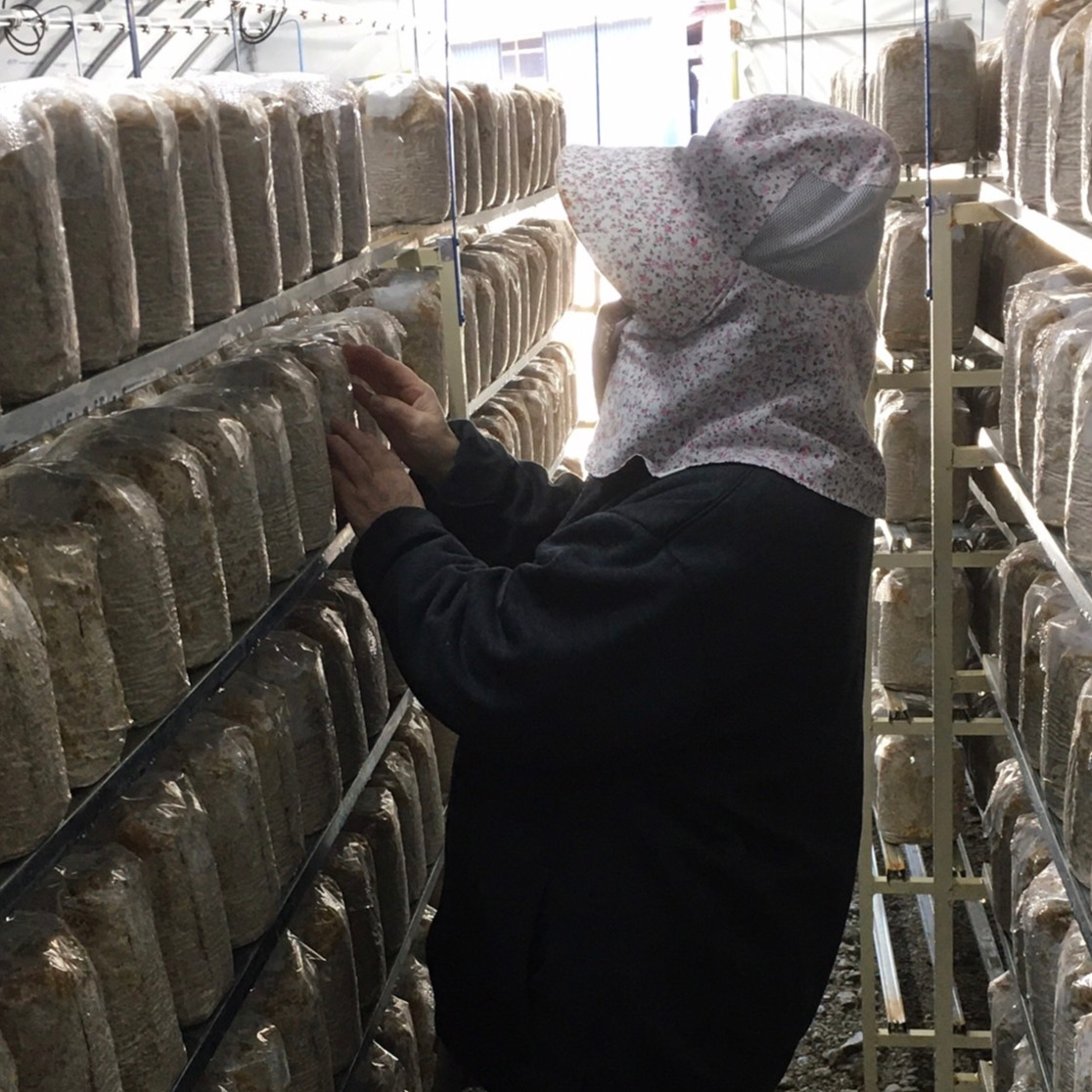 アイディケきのこ事業部（鳥取県・八頭町）｜生産者詳細｜産直アウル