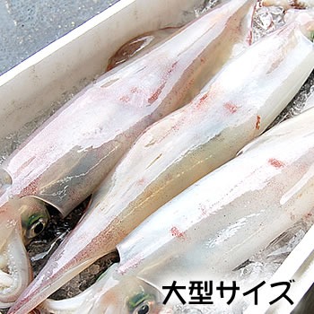 イカーゲン トリックスター / KAWASAKI