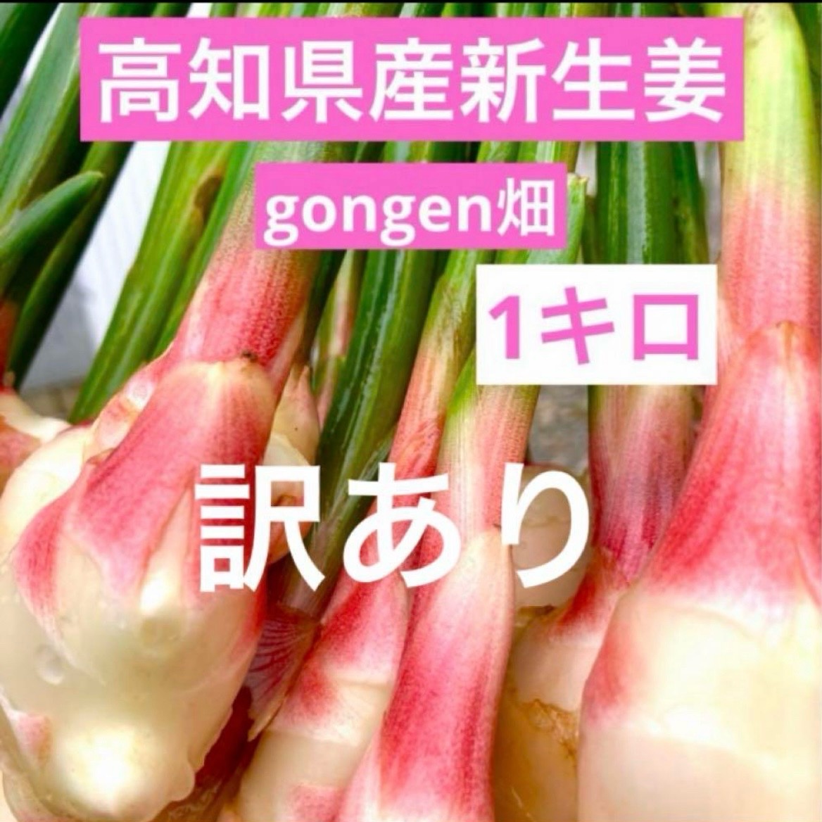 高知県産 朝採り新生姜 訳あり1キロ | 野菜/薬味 産直アウル 農家から