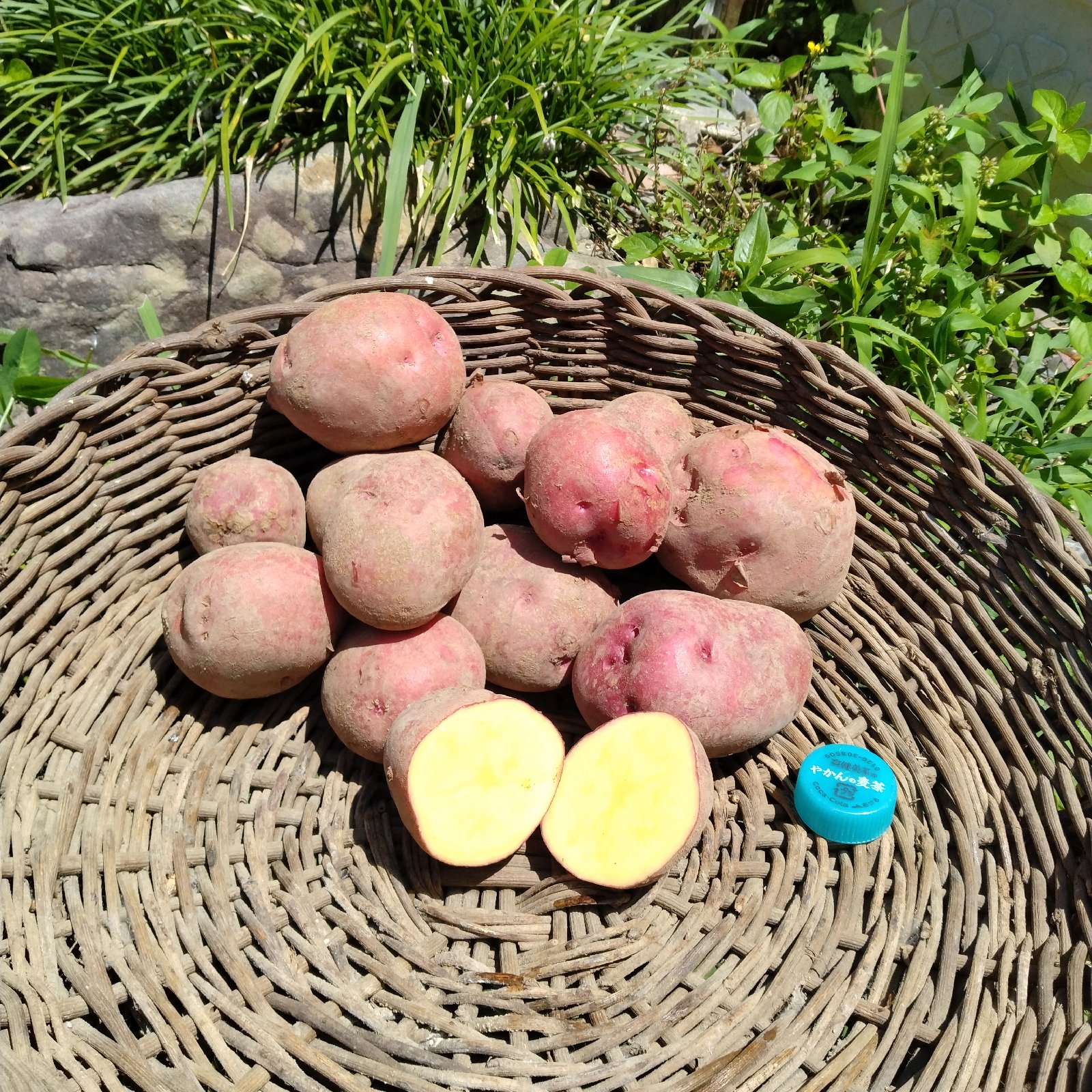 無農薬《じゃがいも アンデスレッド》 本州、四国、九州の方 ｜ 野菜