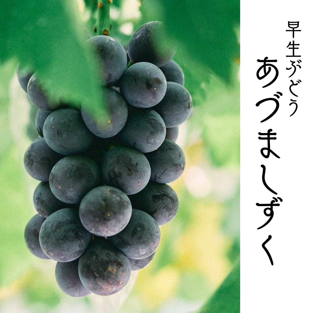 1⃣ 山梨県産 あづましずく 9房入り 箱込５キロ 夏ギフト】夏の贈り物に 大粒黒ぶどう あづましずく1房セット ｜ 果物