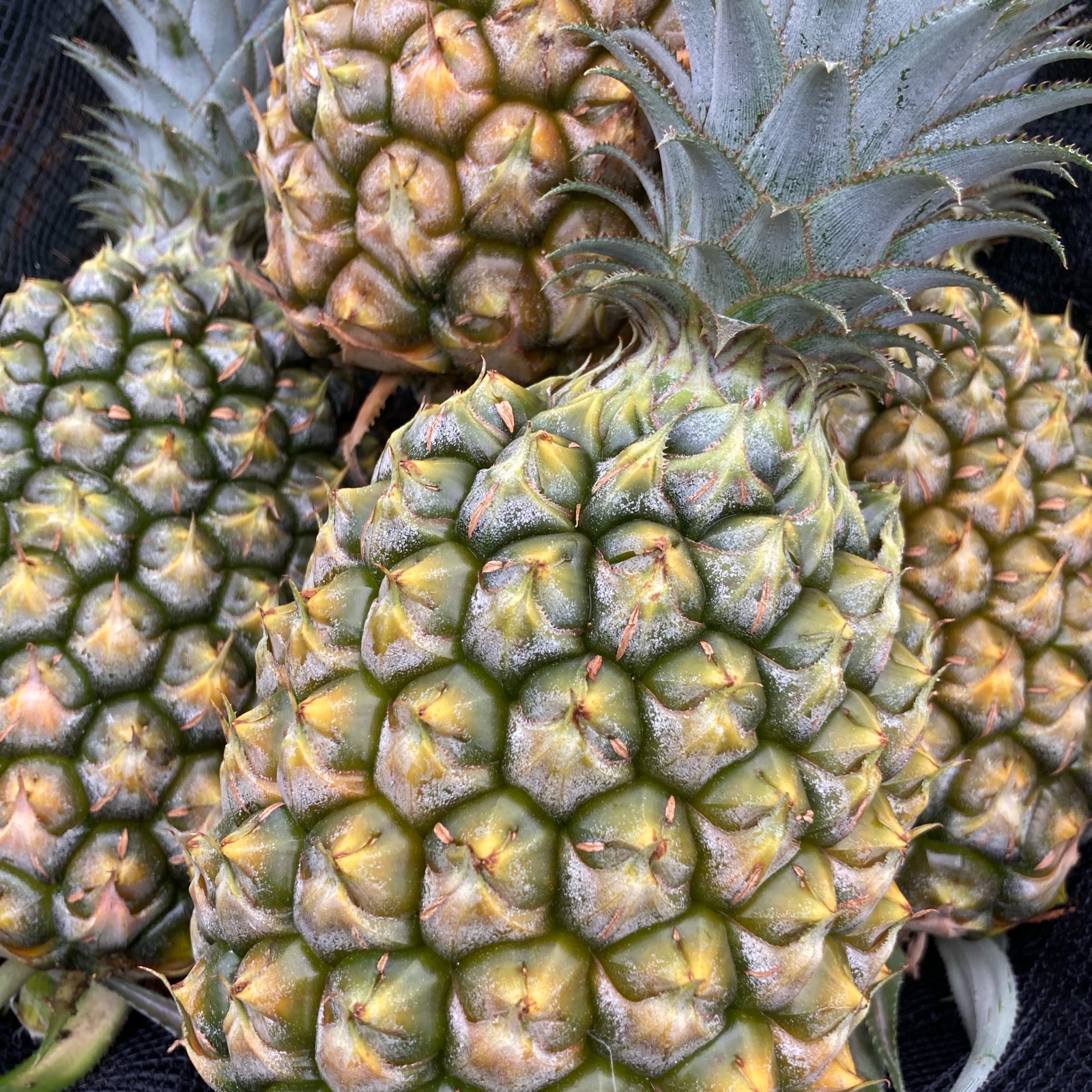 沖縄県やんばる産 スナックパイン | 果物/パイナップル 産直アウル