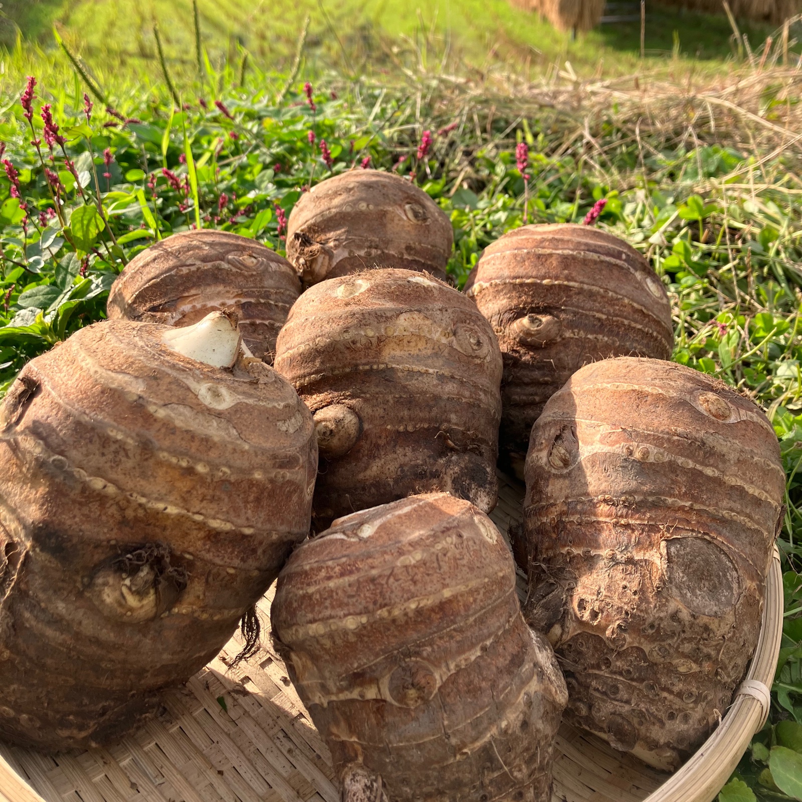 おおふくの里芋の親芋5キロ 京都府産農薬不使用有機肥料栽培 ｜ 野菜
