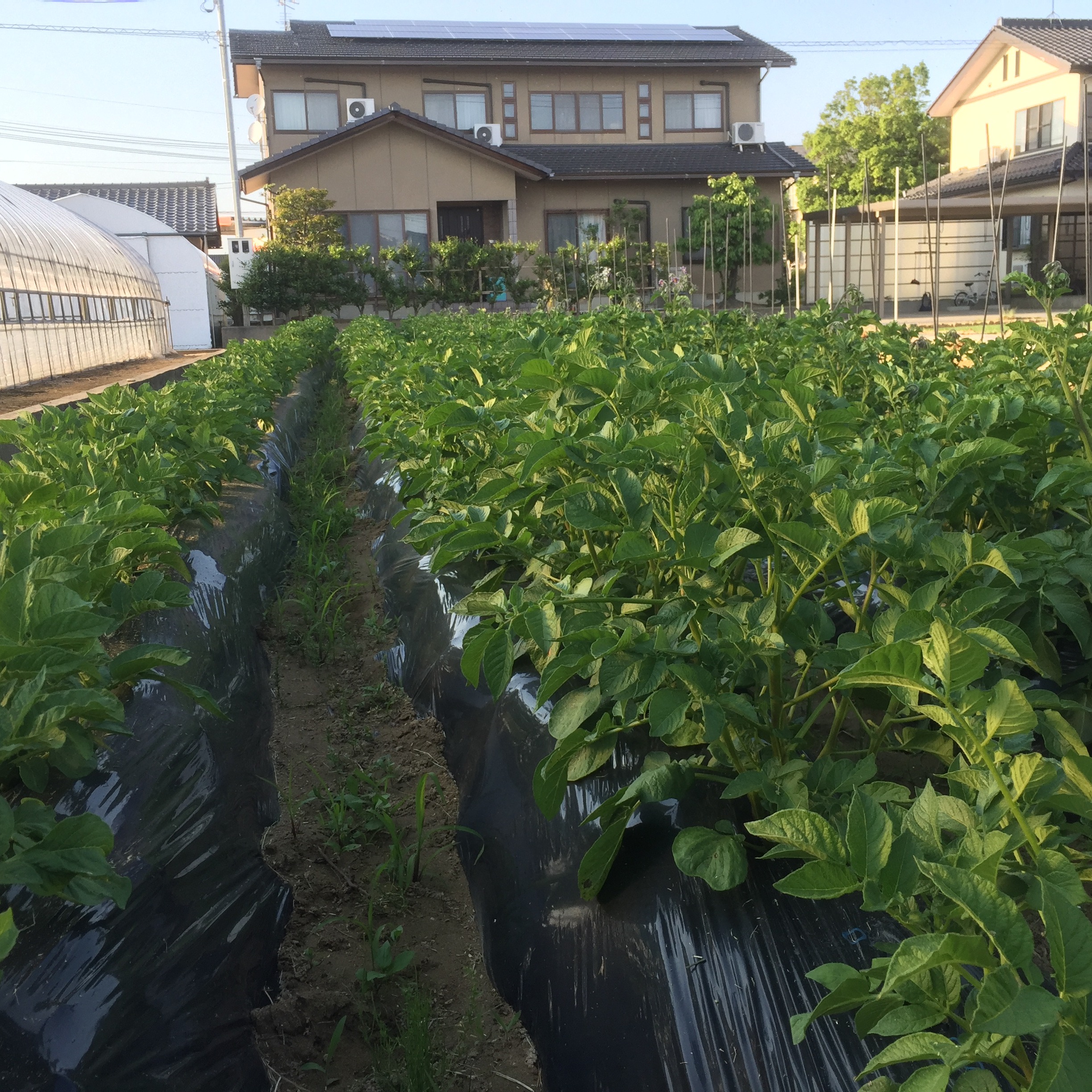無農薬 じゃがいも［キタアカリ］EM自然農法 2kg ｜ 野菜/じゃがいも