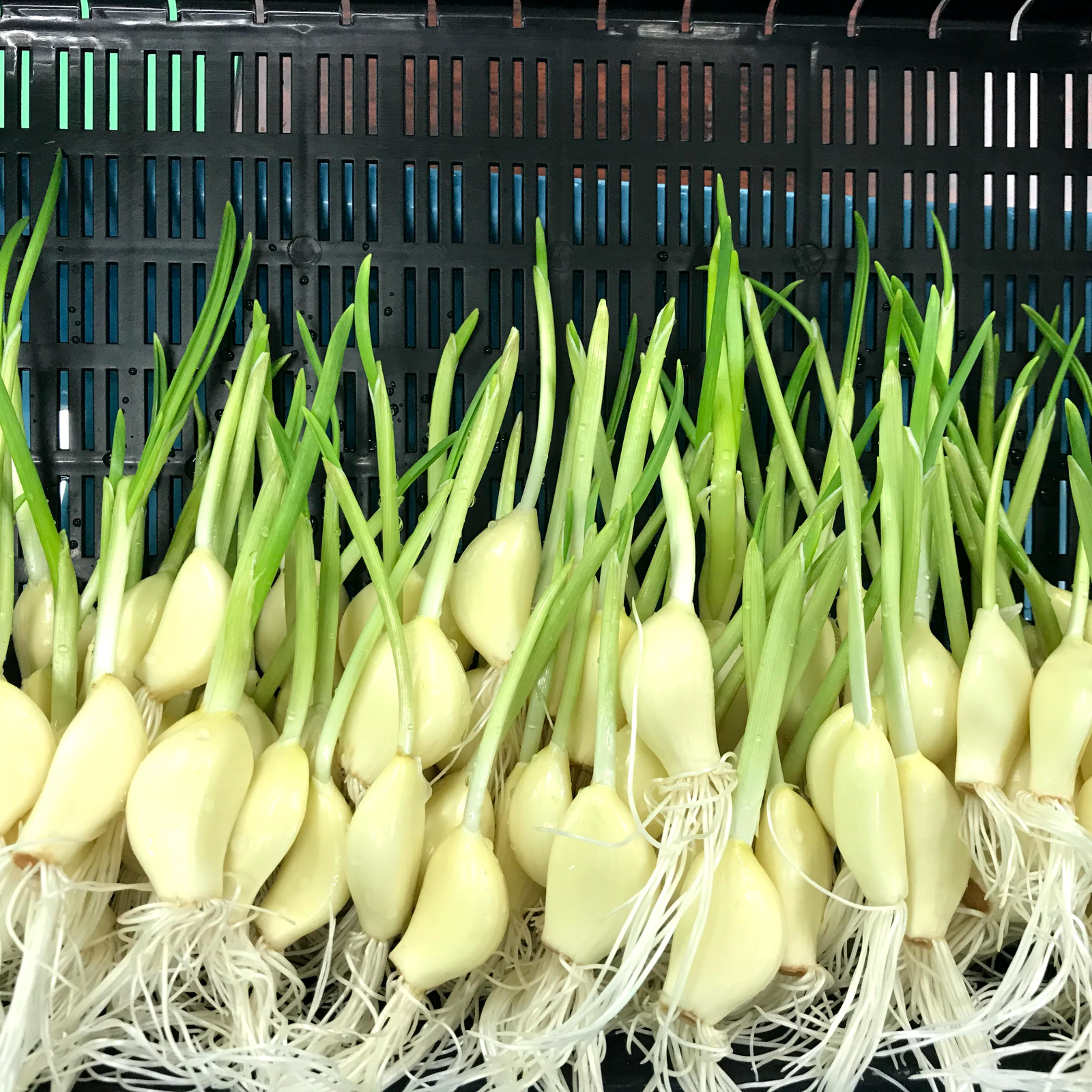 お試し初回1回限定 送料込750円！ 訳アリロケット発芽にんにく10本 