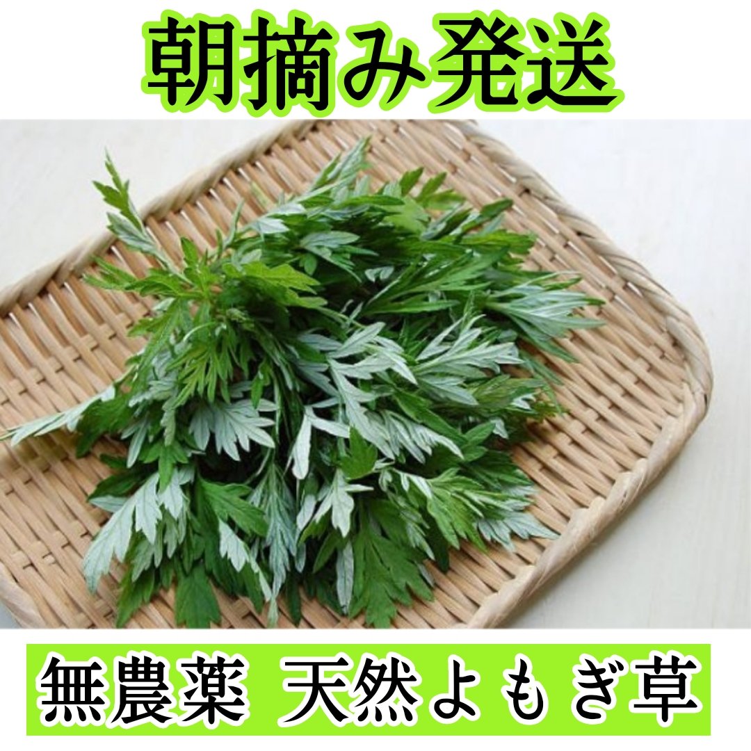 【無農薬】国産　新鮮な摘み採りヨモギ2kg 朝摘み発送】天然よもぎ草 ｜ 野菜/葉物 産直アウル 農家・漁師など
