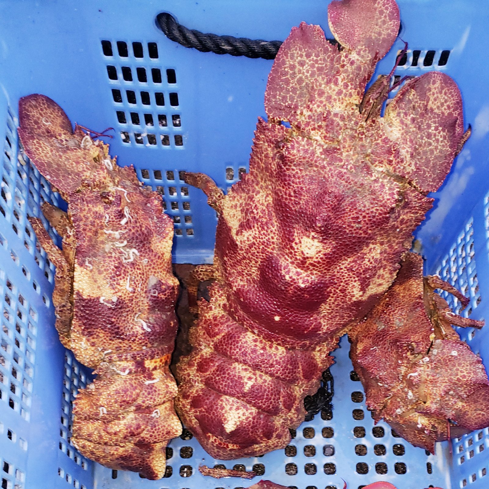 激レア！超特大コブセミエビ！2.2㎏！！ | 魚介類/エビ 産直アウル