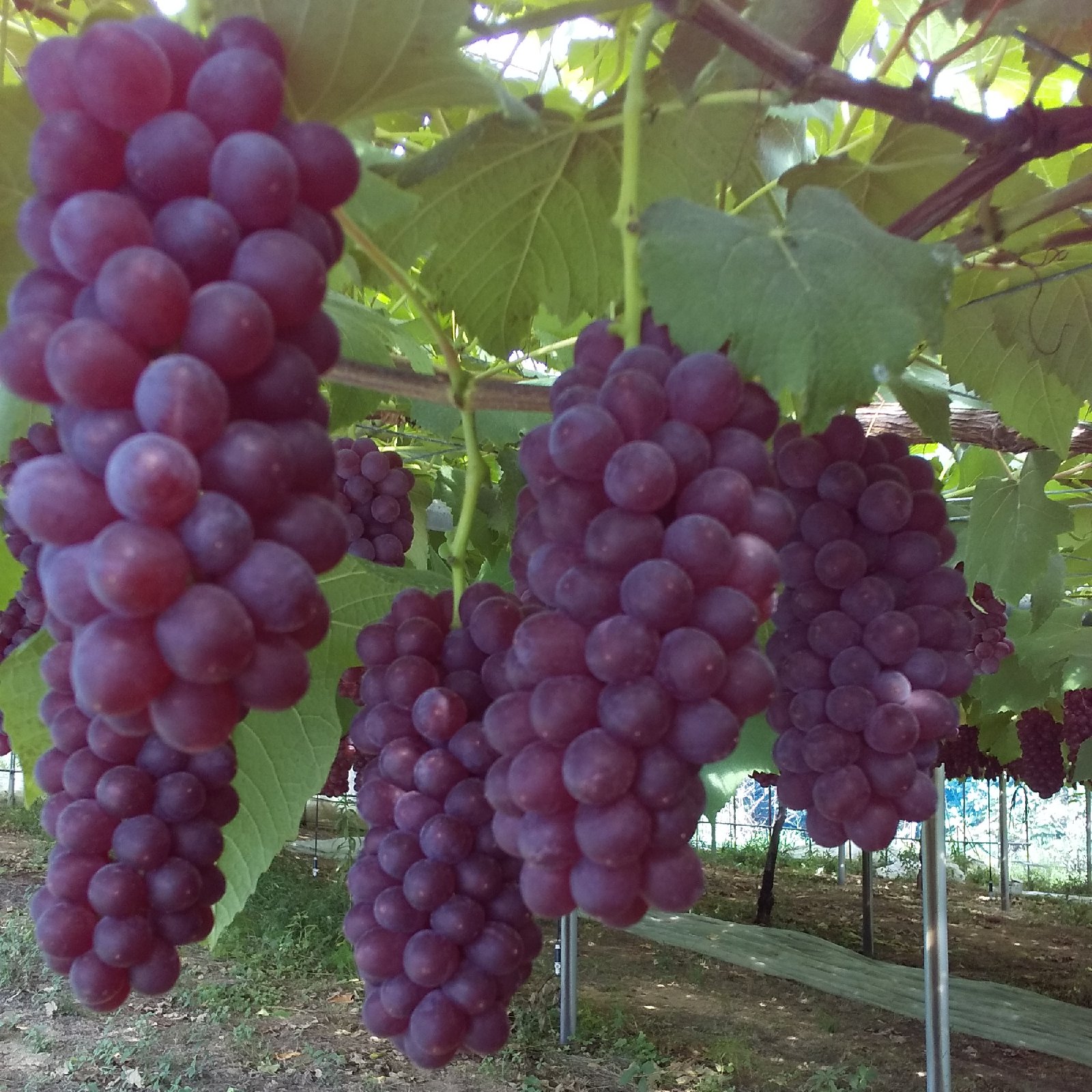 ぶどう農園直送⚠️さま用 vuvvセット ぶどう農園直送⚠️さま用 vuvv