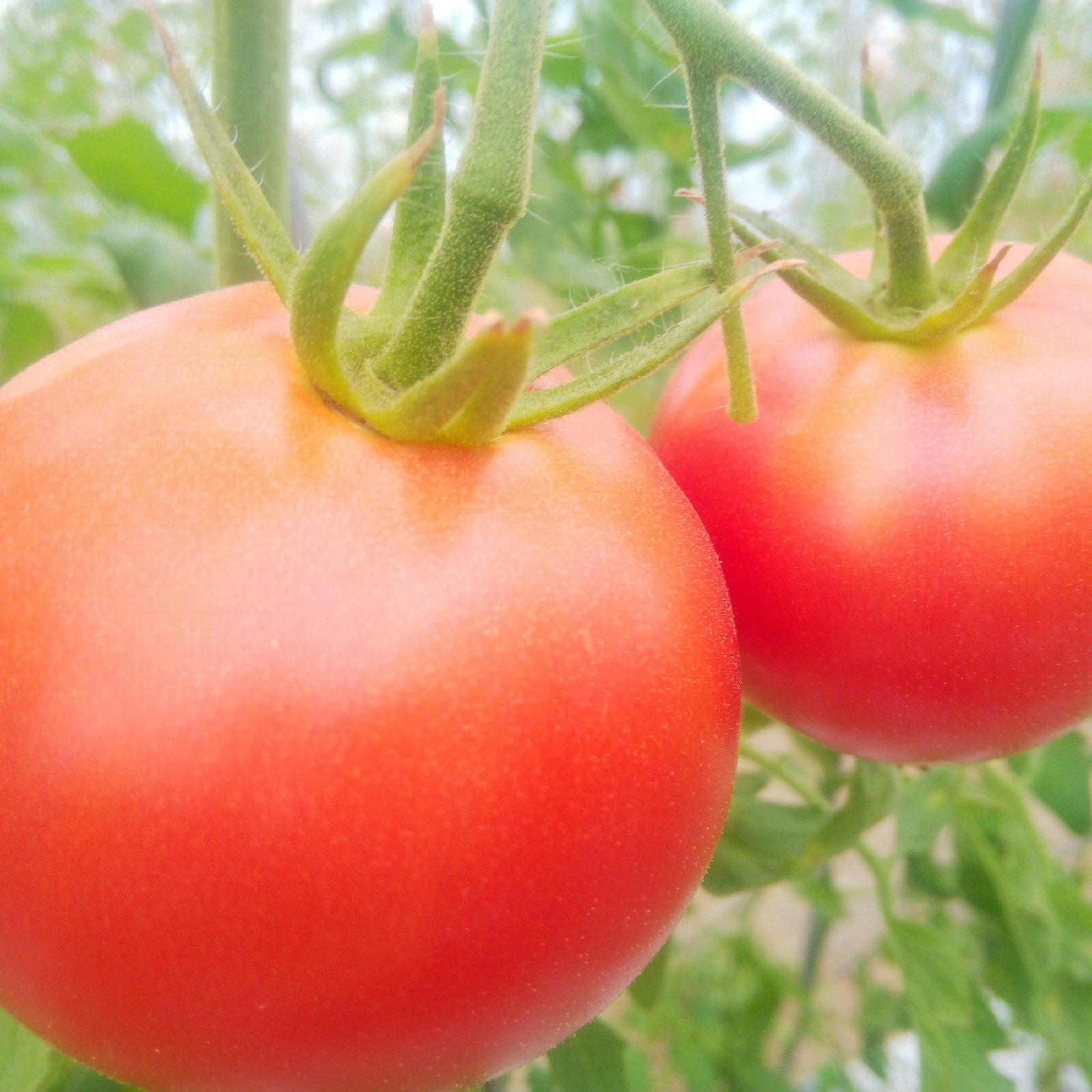 約3キロ×2箱】やさしい風の農薬不使用自然栽培大玉トマト ｜ 野菜