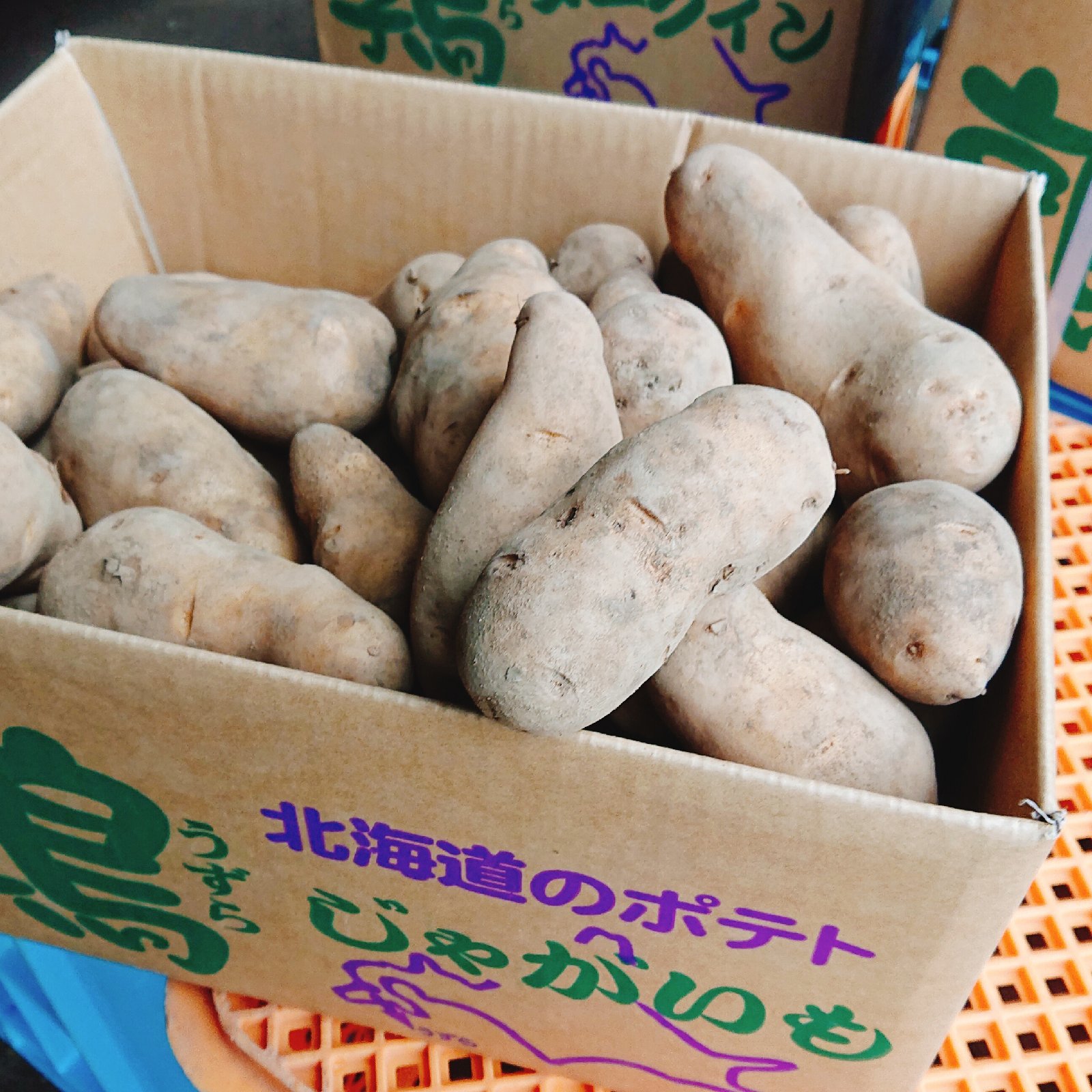 訳あり】越冬B品メークイン10kg ｜ 野菜/じゃがいも 産直アウル 農家