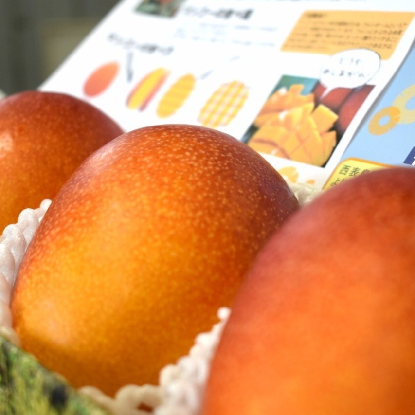 規格外】【訳あり】とろける至福の完熟マンゴー2kg「沖縄西表島産