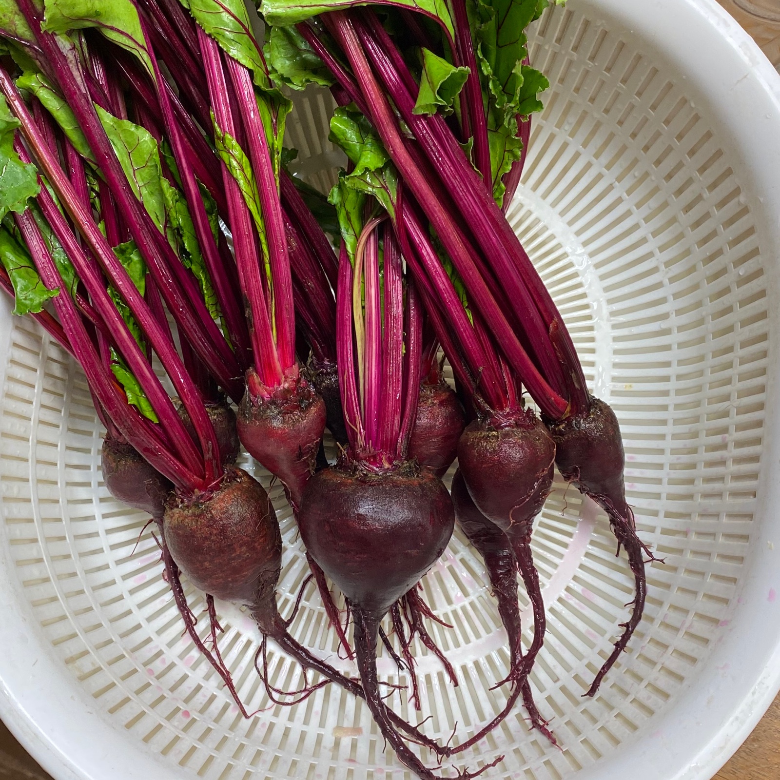 ビーツ 1.5kg【奇跡の野菜】 ｜ 野菜/その他野菜 産直アウル 農家 