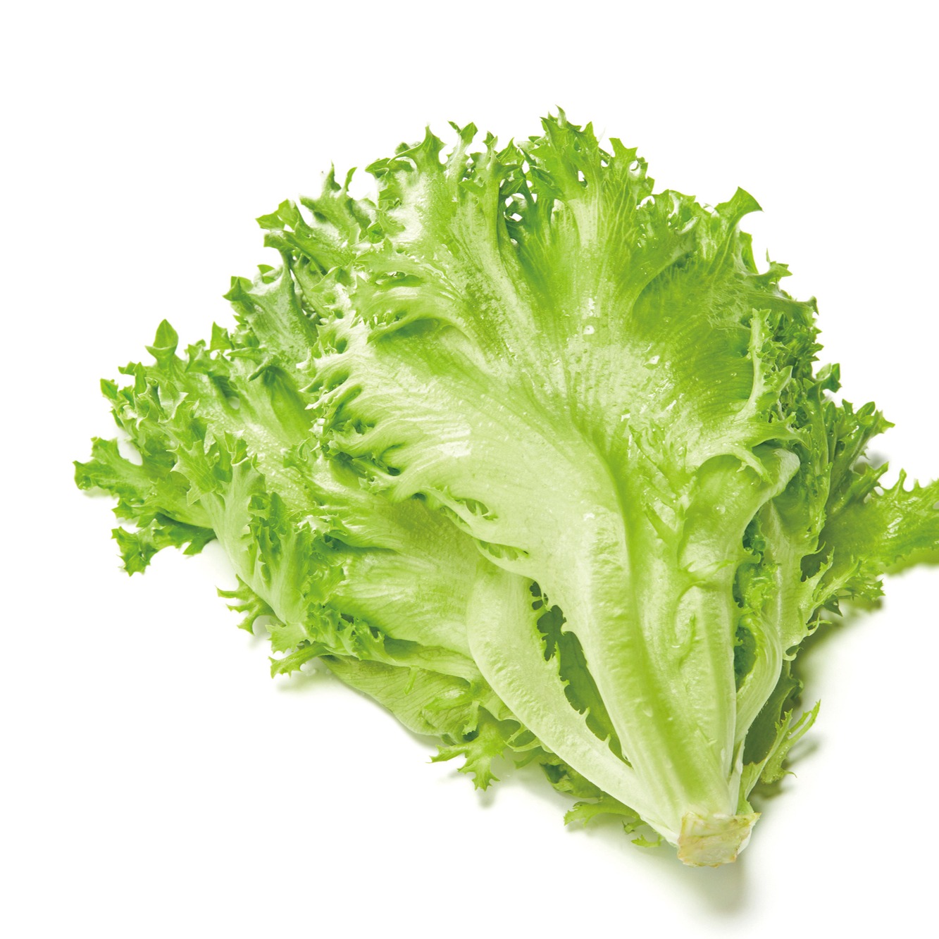 フリルレタス（野菜＞レタス）の産地直送商品一覧（通販・お取り寄せ