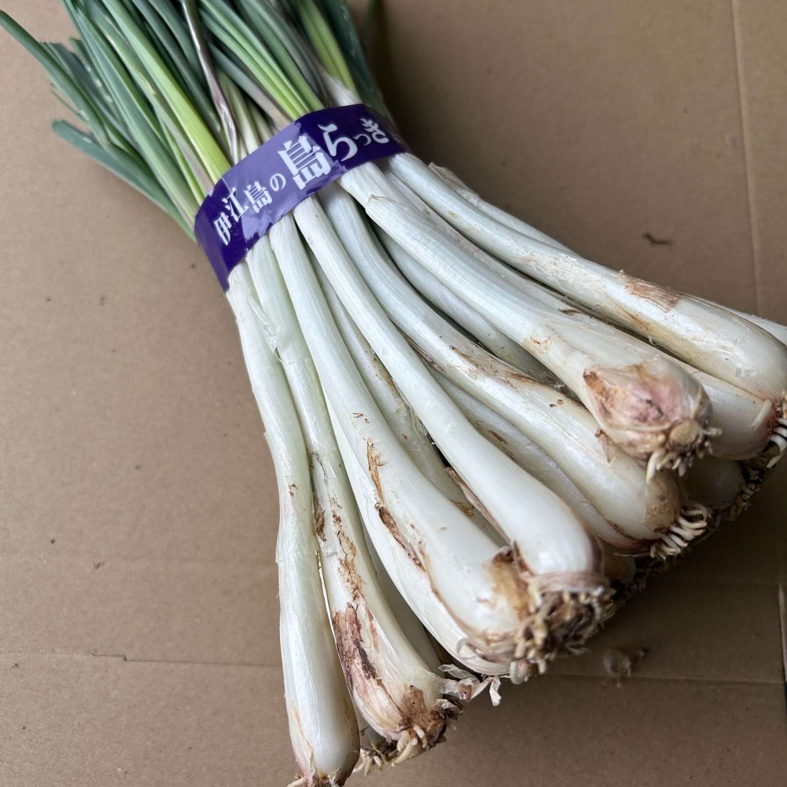 農家直送】沖縄 伊江島特産島らっきょう500g ｜ 野菜/その他野菜 産直