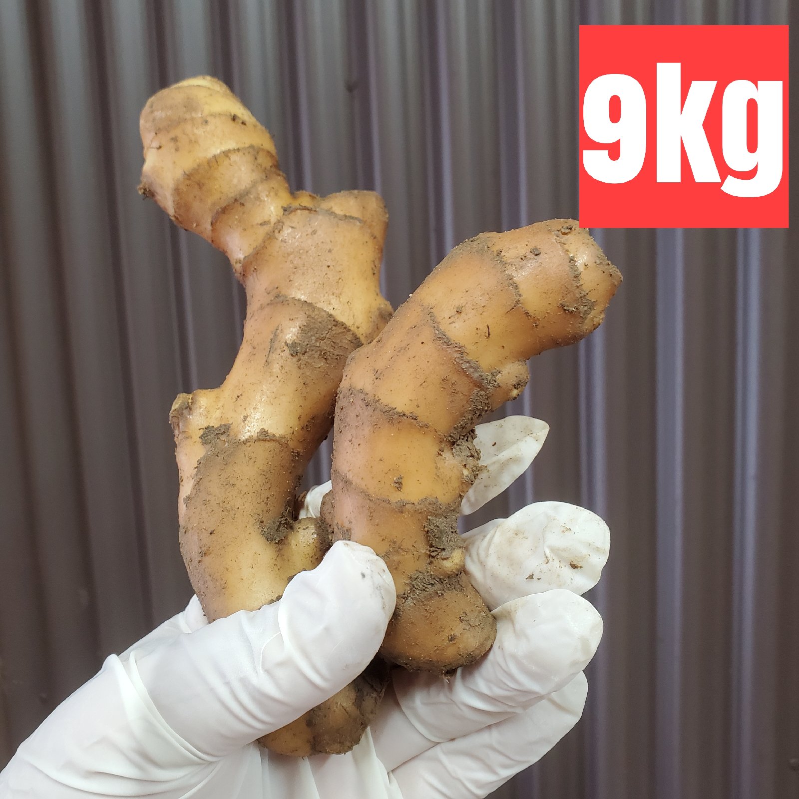 小サイズ土付き囲い生姜 10kg こま割れ 土付き囲い生姜9kg ｜ 野菜/薬味 産直アウル 農家・漁師など