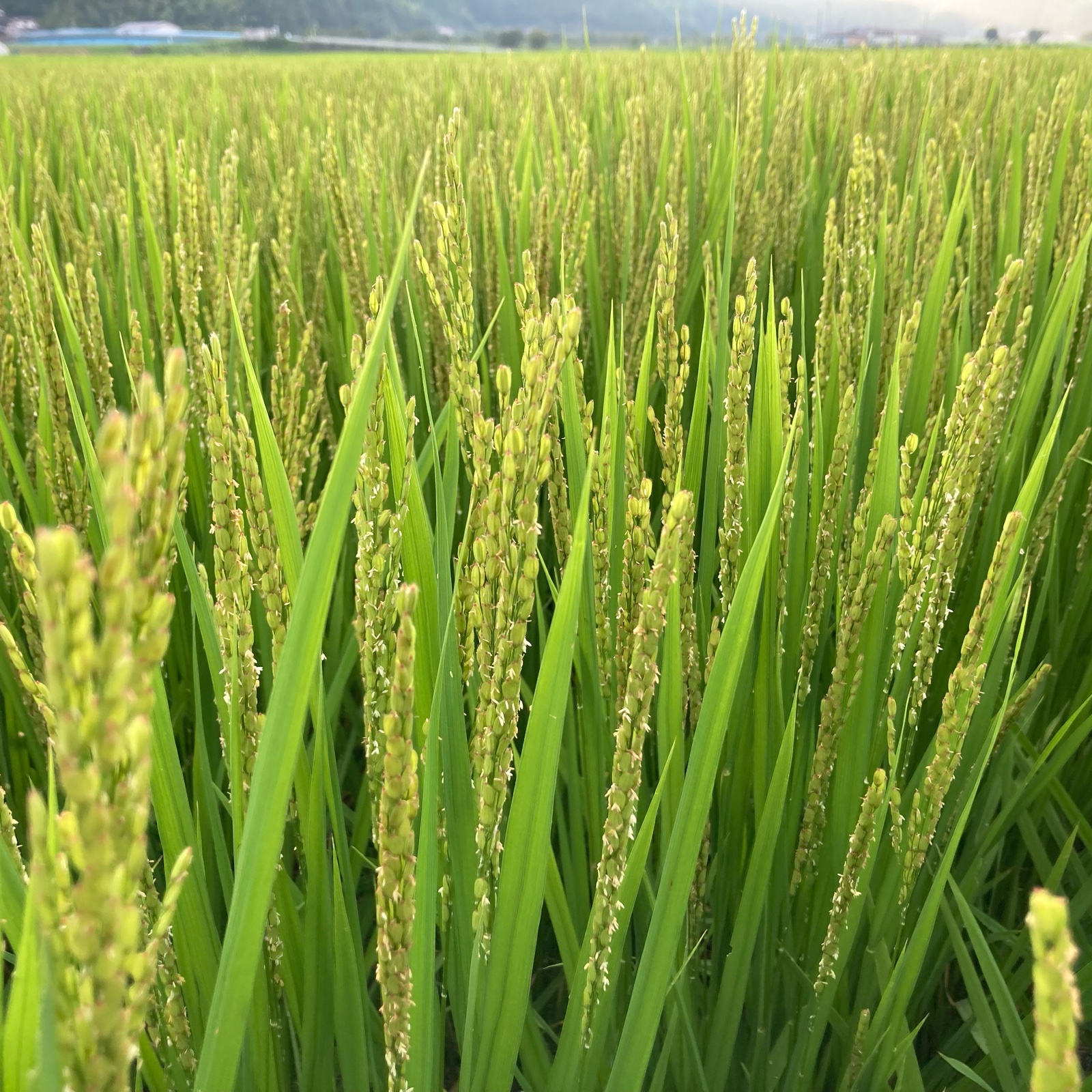 令和7年産モチミノリ 6周年限定】もち米 玄米10kg 令和7年産モチミノリ ｜ 米・穀物/もち米