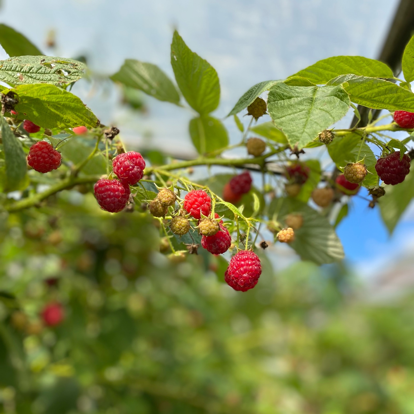 秋田県産冷凍ラズベリー1kg | 果物/ベリー類 産直アウル 農家から直接