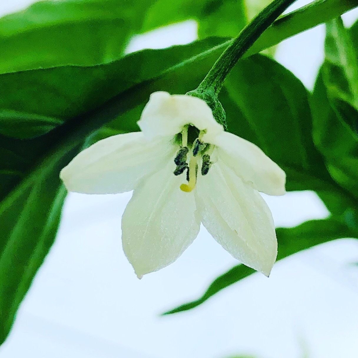 O】爽やかな薫りの激辛青唐辛子 2kg ｜ 野菜/スパイス 産直アウル 農家