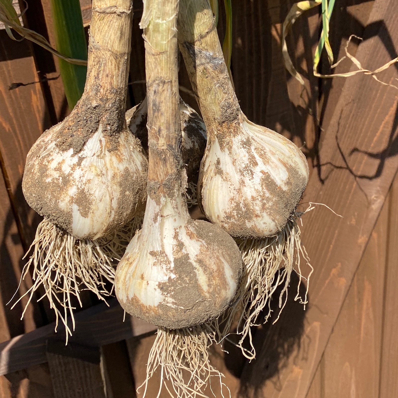 生ニンニク（送料込み）無農薬 | 野菜/にんにく 産直アウル 農家から