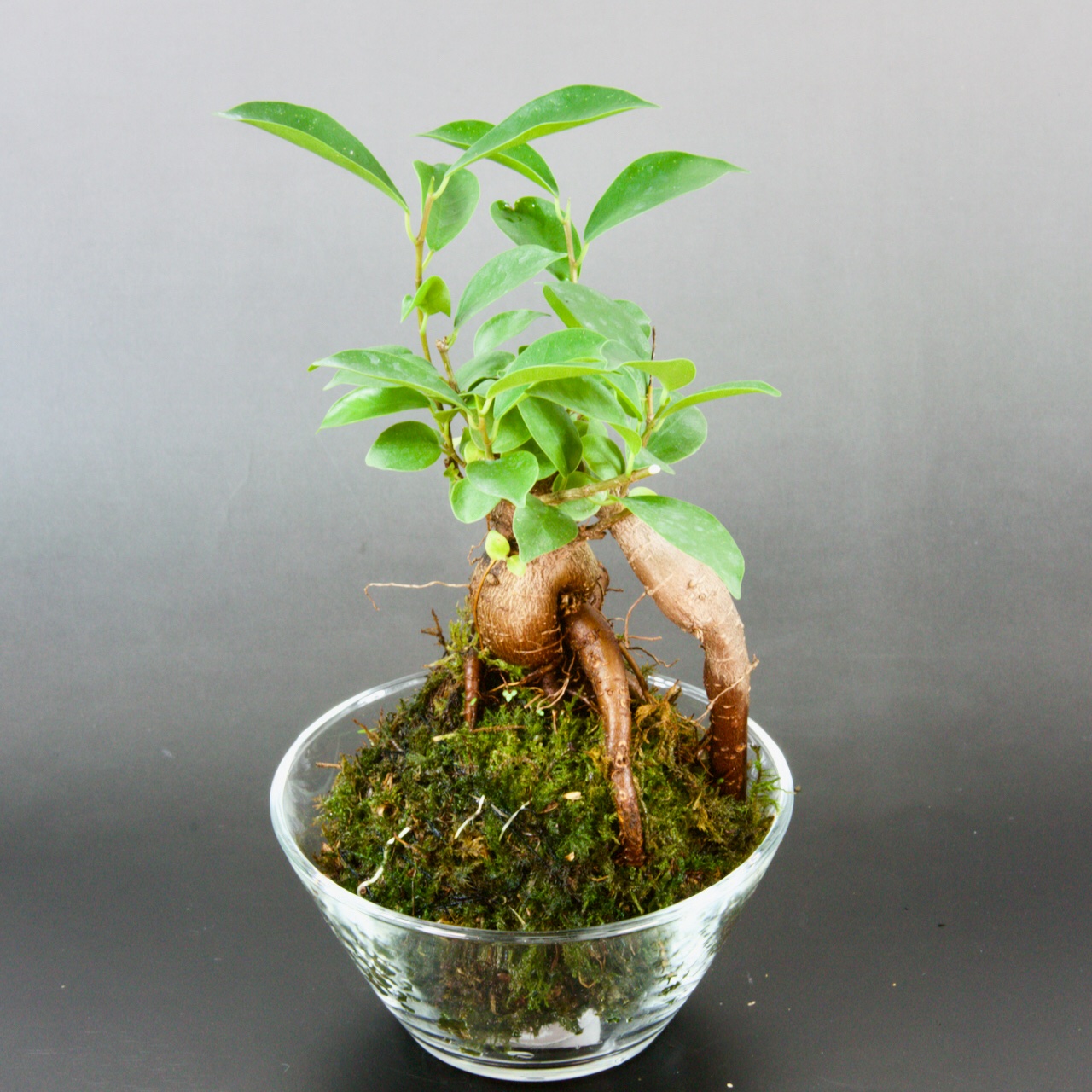 苔玉 ガジュマル ｜ 花・植物/花・植物 産直アウル 農家・漁師など生産 