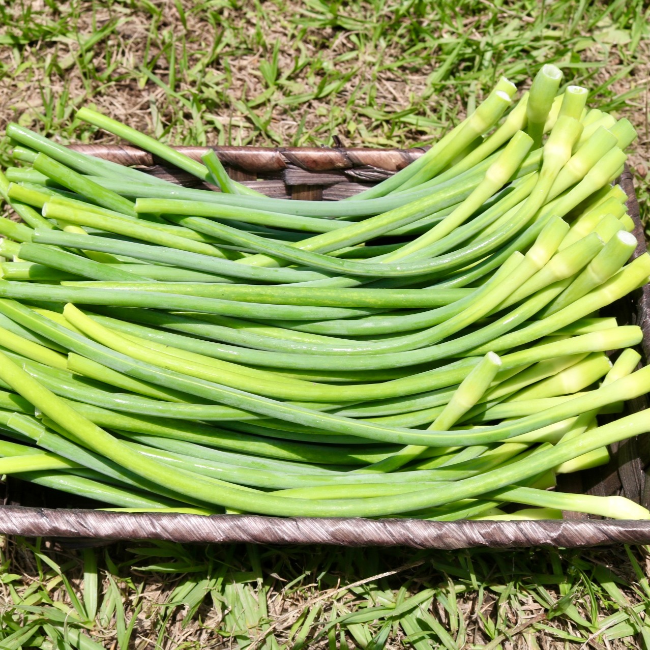 今だけ希少！色鮮やか8片にんにくの芽 農薬・化学肥料不使用1kgと生 