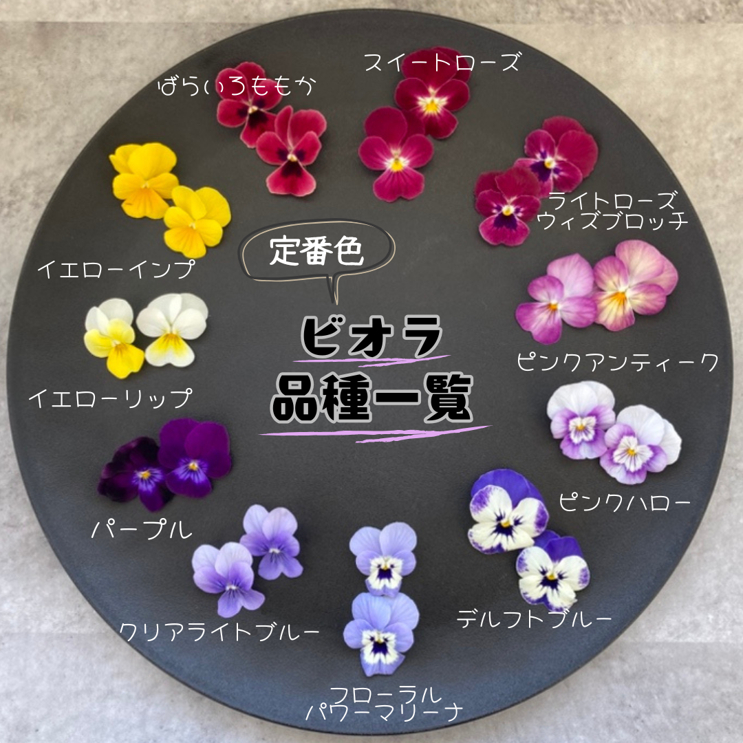10枚＋1枚 カラフルお花B 特価
