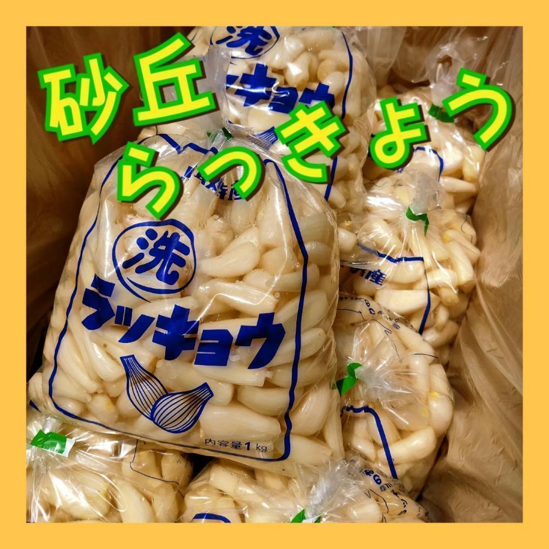 鳥取県産 砂丘 らっきょう 10kg 新鮮 朝掘り 鳥取県産 砂丘