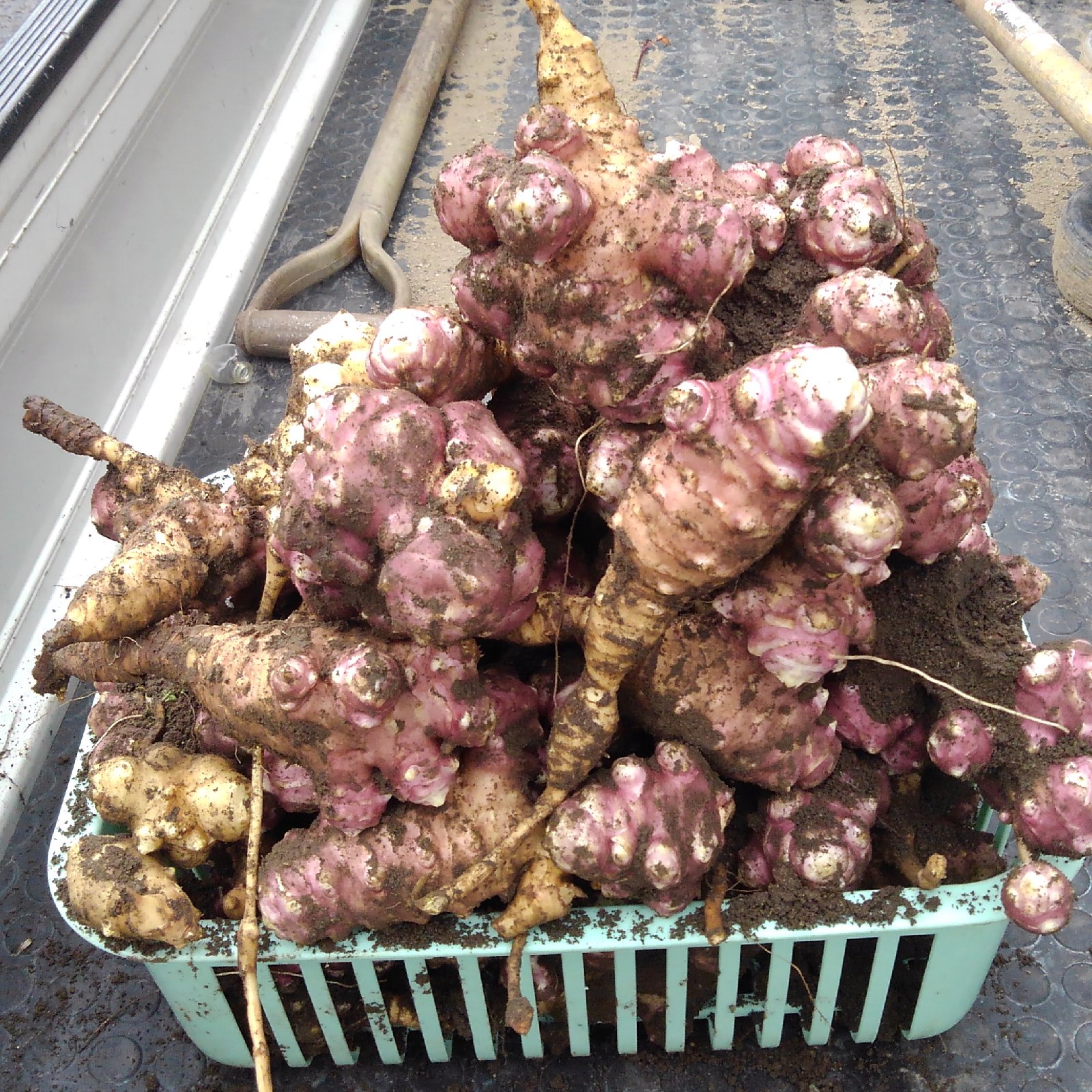 赤菊芋イヌリンペースト 赤菊芋イヌリンペースト 赤菊芋イヌリンペースト