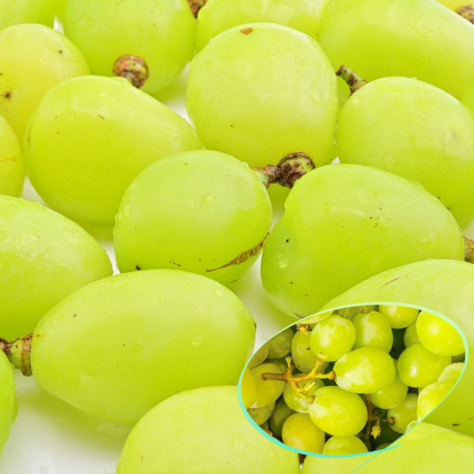 九州産 訳あり 脱粒 シャインマスカット 600g 2カップ 箱込み 冷蔵配送