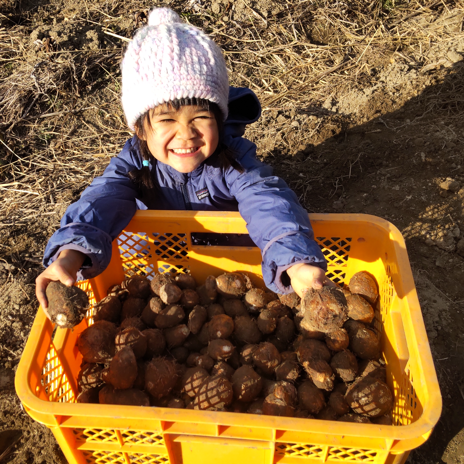 無農薬】在来種の里芋 大野在来 1.5kg 大野芋 煮崩れしにくくまろやか