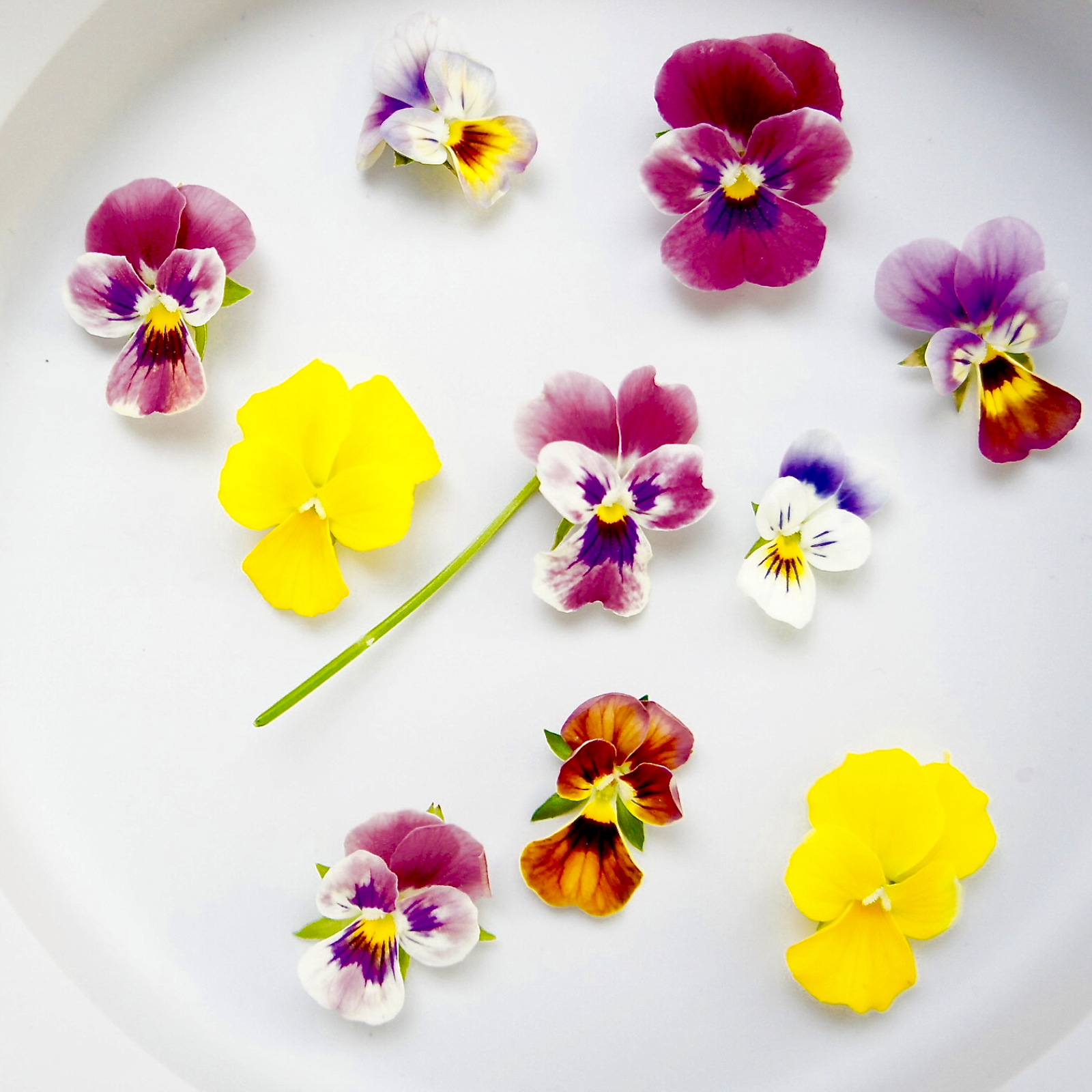 常温配送》エディブルフラワー（食用花） ビオラ20輪 ｜ その他/食用花