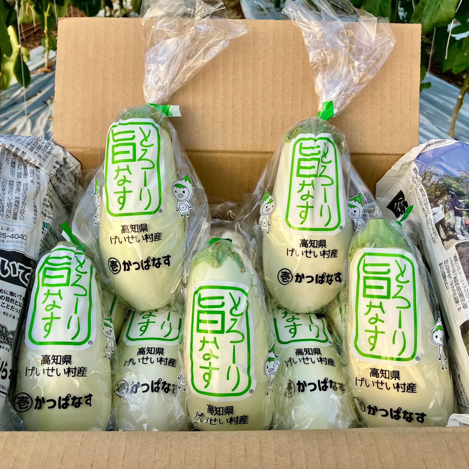 白ナス19kg 白ナス『まる壱かっぱなす・とろ～り旨なす』 ｜ 野菜/茄子 産直アウル