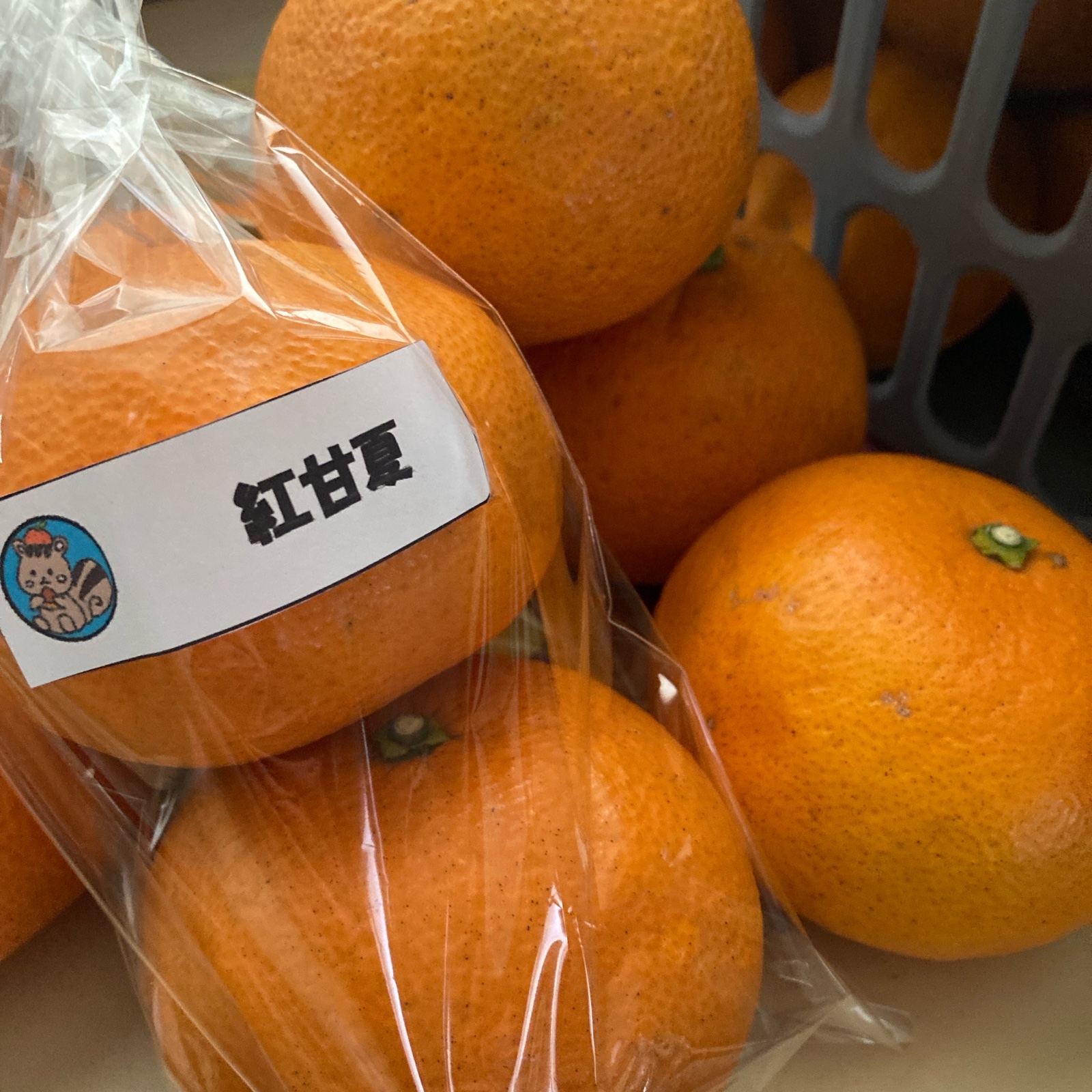 紅甘夏5kg☆愛知県蒲郡産☆訳あり品☆ご家庭用に ｜ 果物/オレンジ