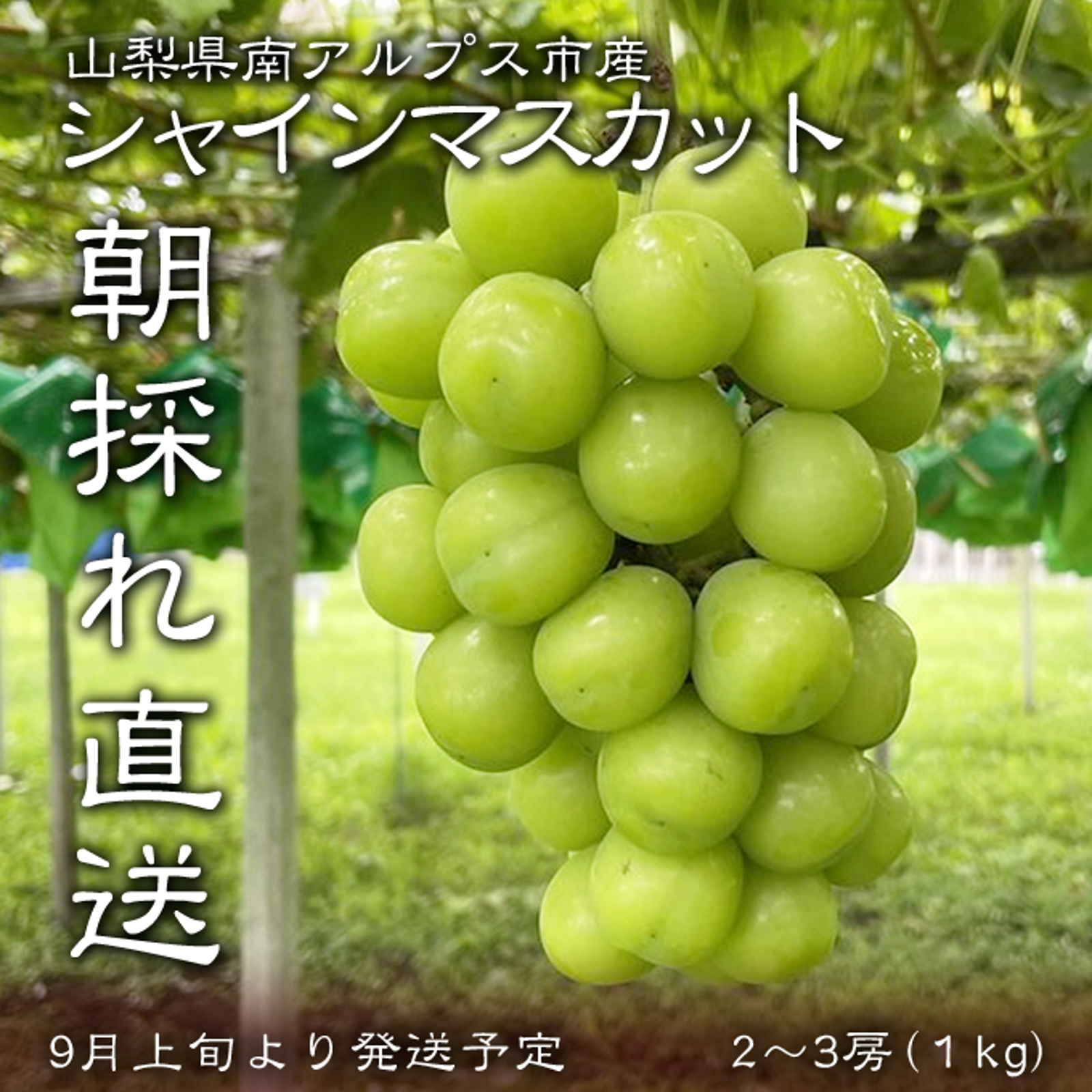 山梨県産シャインマスカット 10房入り 箱込み約5.7kg - 果物