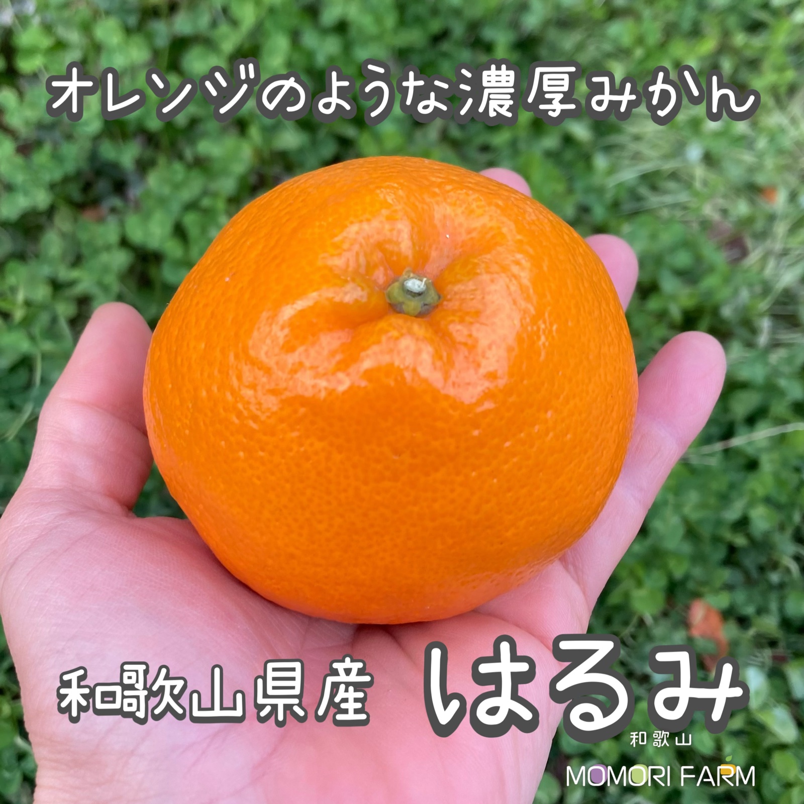 ギフト】 L〜2L 約5kg 農家直送 和歌山県産 濃厚みかん はるみ | 果物