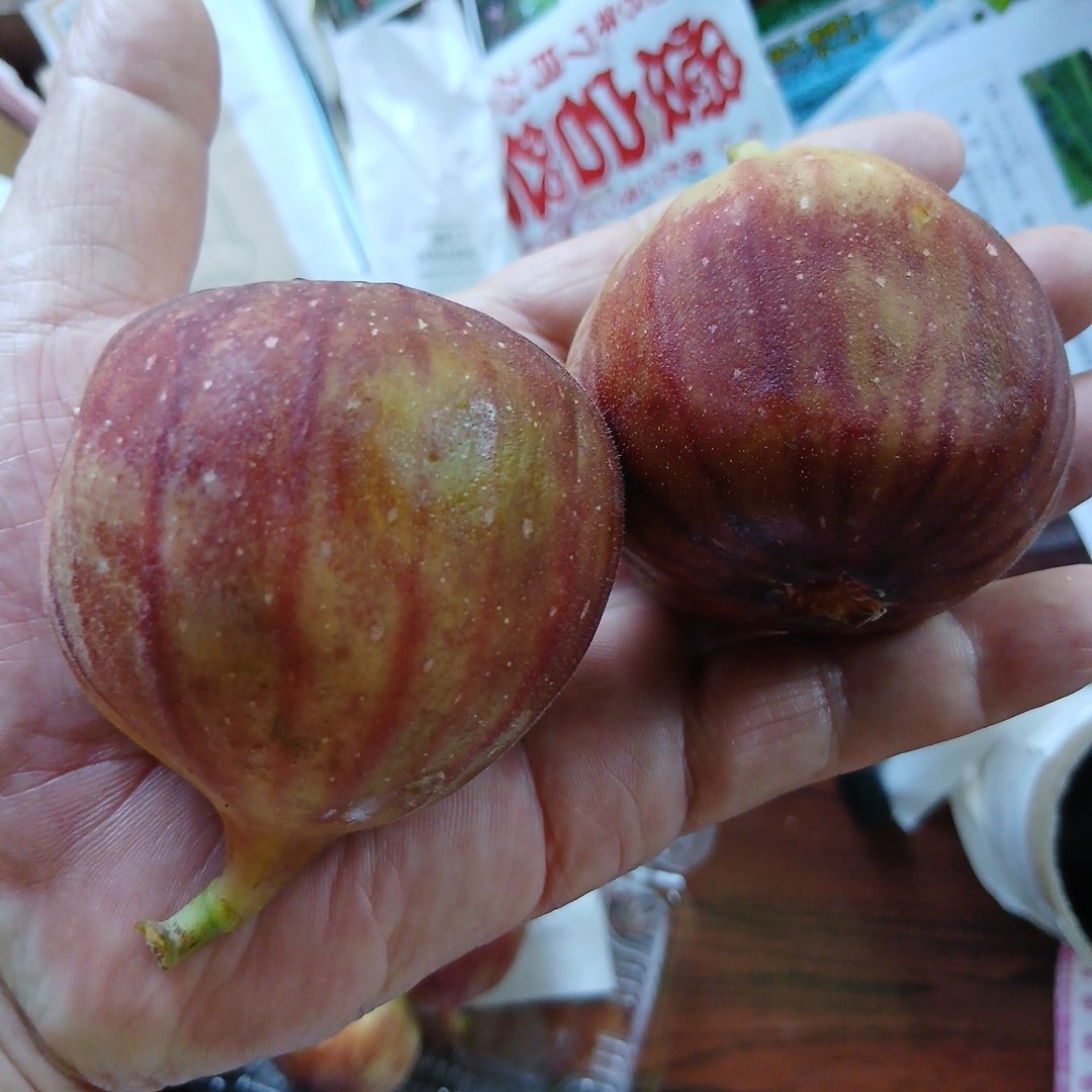 宮崎いちじく ｜ 果物/いちじく 産直アウル 農家・漁師など生産者から