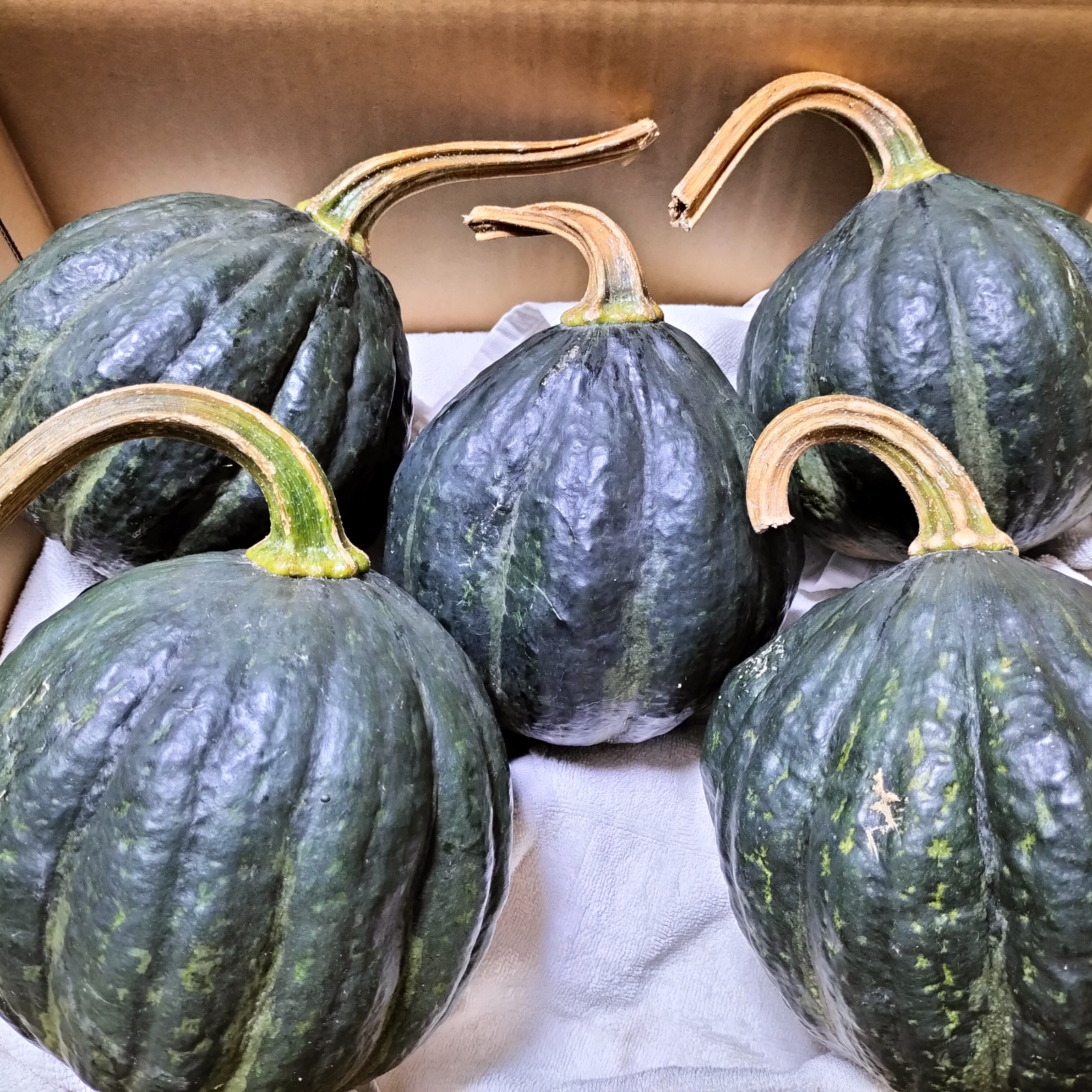 販売終了】鉄かぶと＜約8kg＞☆肉厚でジューシーなカボチャ！ | 野菜