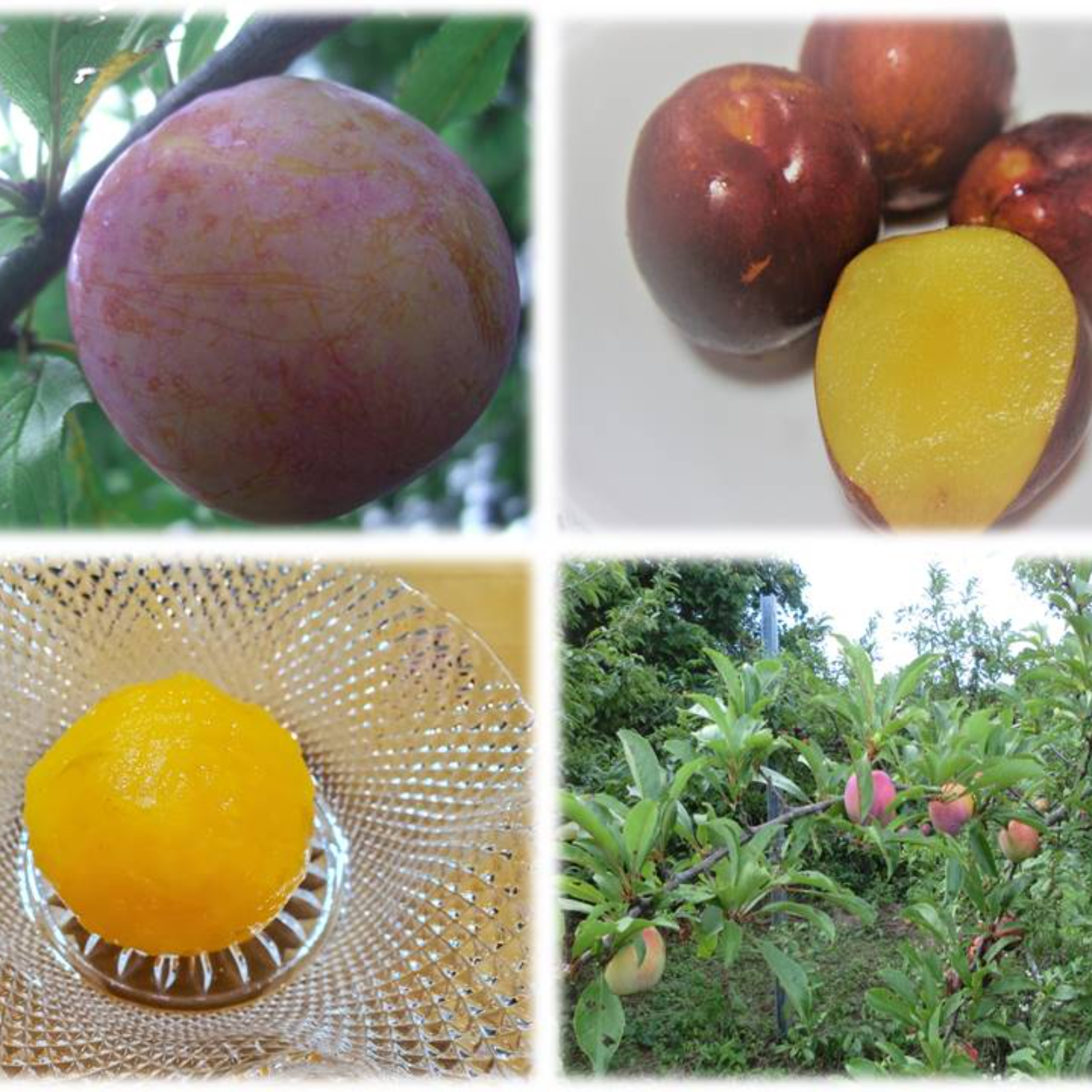 すもも 農薬を使っていない大きいすもも ビックオザーク1.5キロ | 果物/すもも