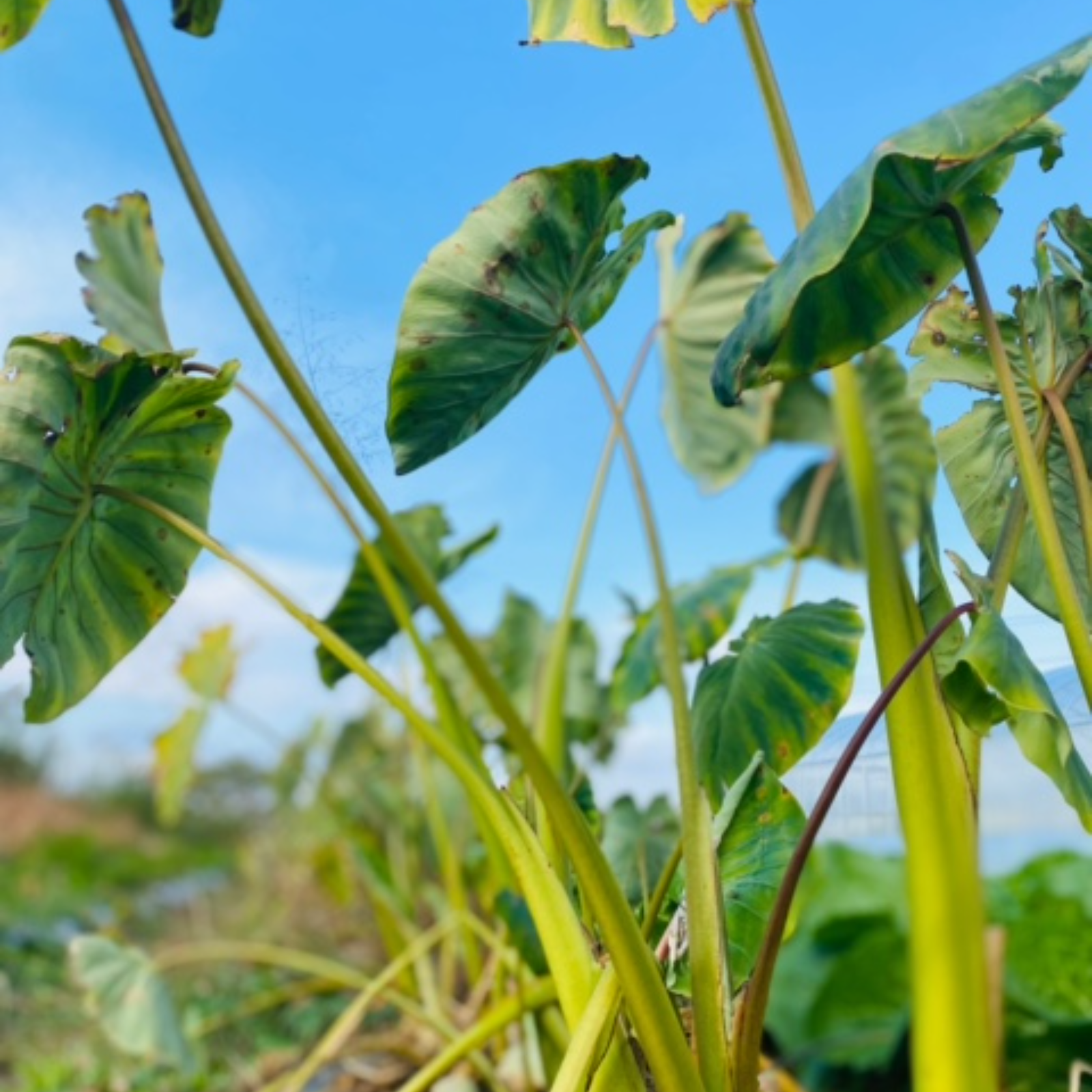美味しい里芋！ 石川早生 4kg 京都府産 ｜ 野菜/里いも 産直アウル