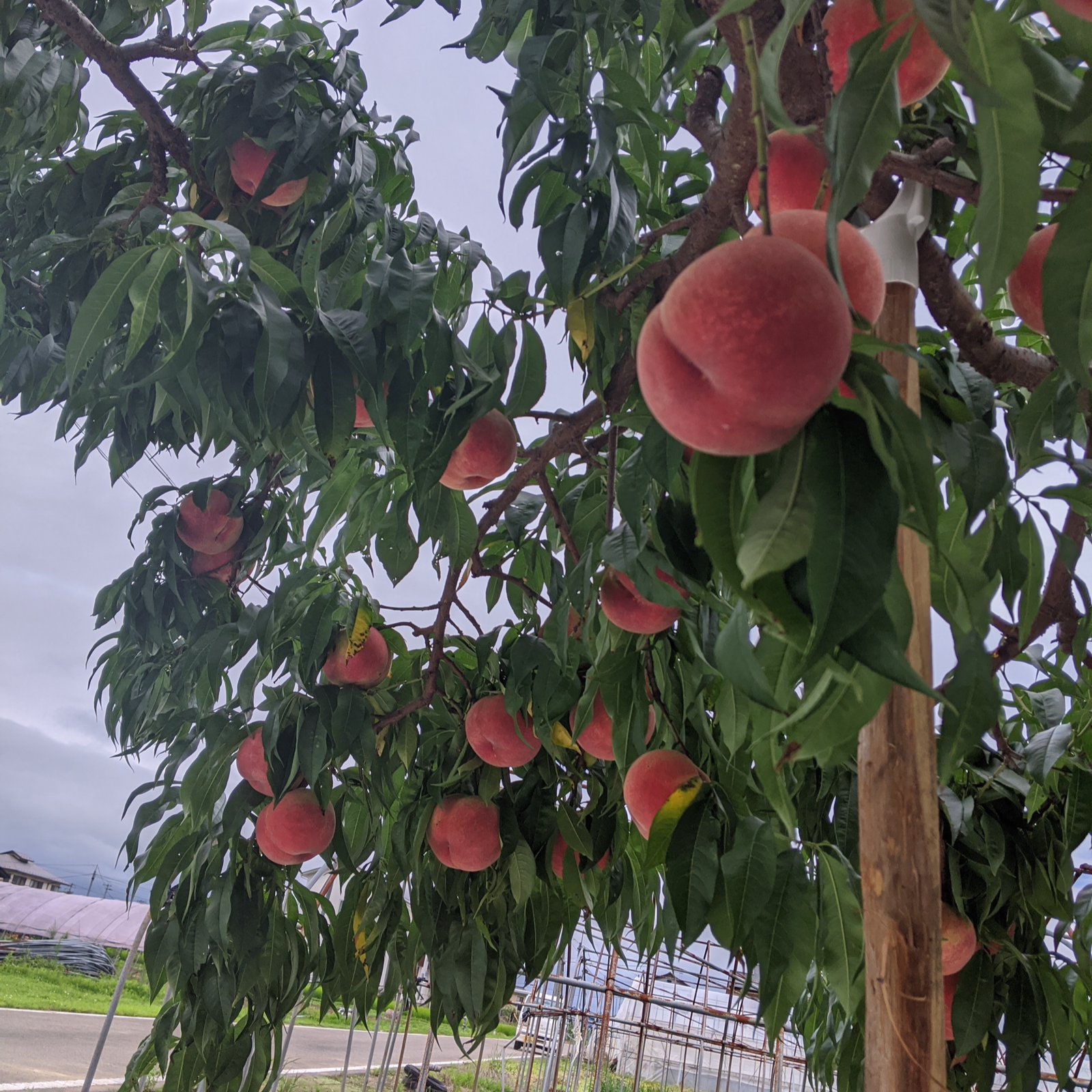 家庭用（訳あり品）桃3kg【数量限定】農家から朝採り直送便 | 果物/も