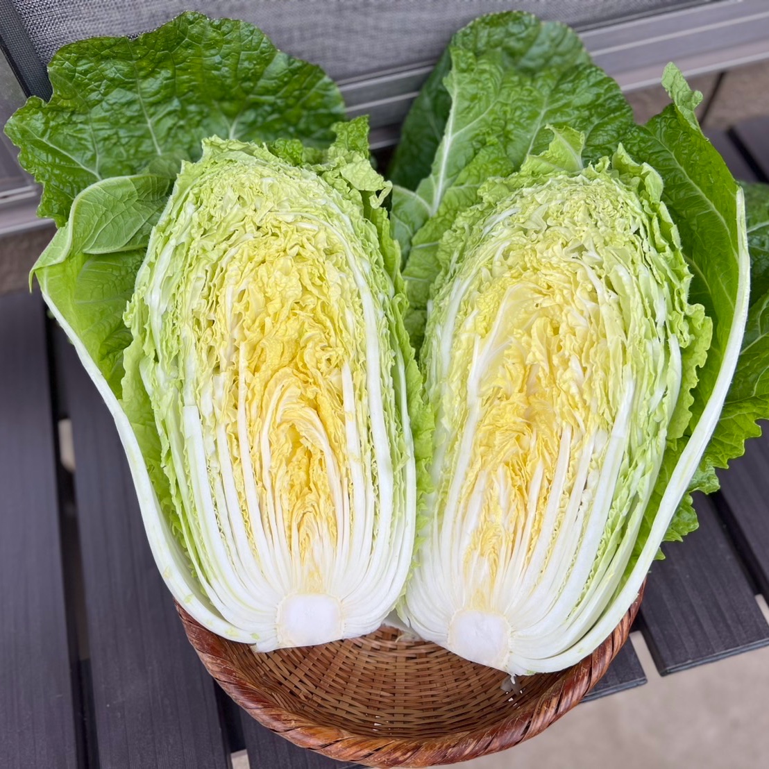 茨城県産】『柔らかく甘い』 黄芯白菜 2kg×2玉 | 野菜/白菜 産直アウル