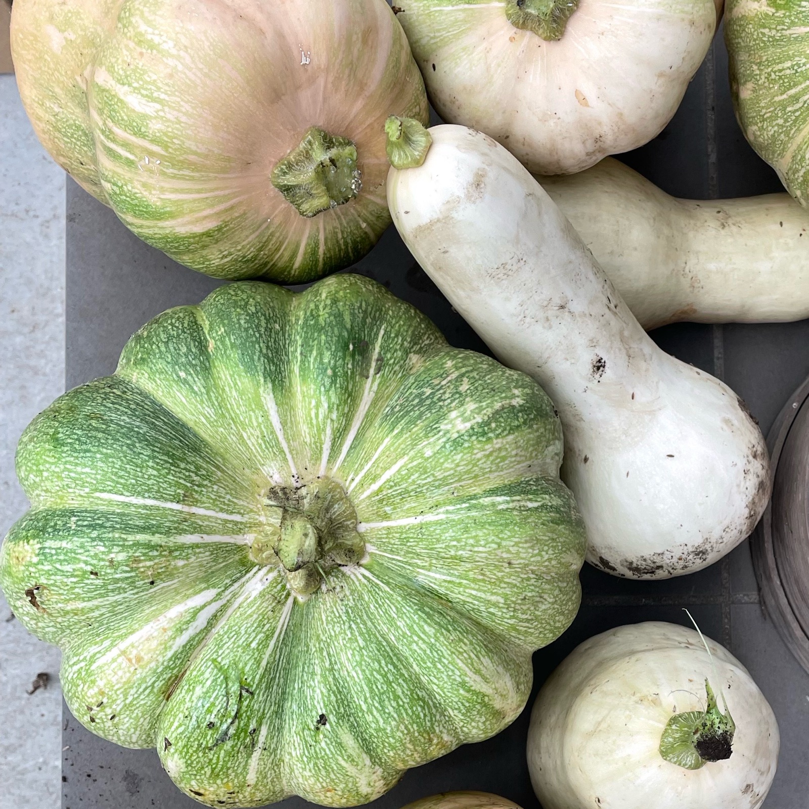 無農薬西洋かぼちゃ ｜ 野菜/かぼちゃ 産直アウル 農家・漁師など生産