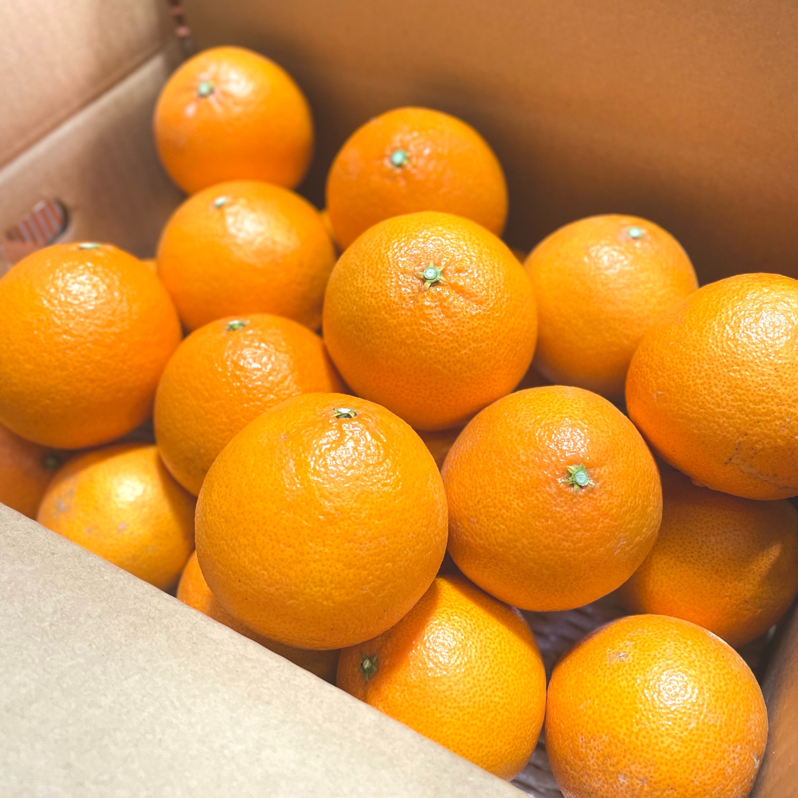 新品種】段畑プリンセス「甘平」×「まどんな」2キロ ご家庭用 ｜ 果物