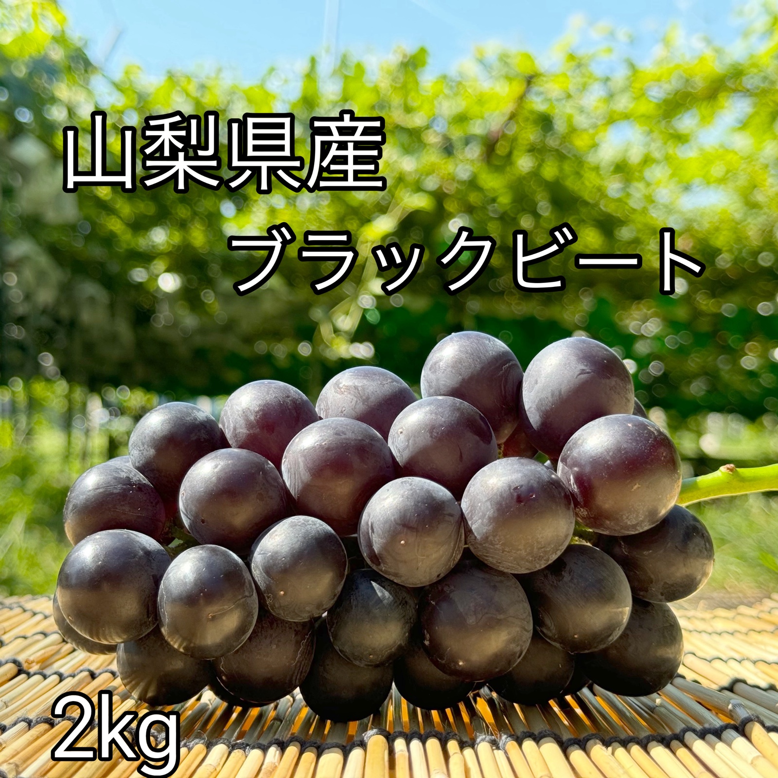 ぶどう【ブラックビート】2kg〜2.4kg前後(3〜5房)山梨県産 種 ぶどう【ブラックビート】2kg〜2.4kg前後(3〜5房)山梨県産 種