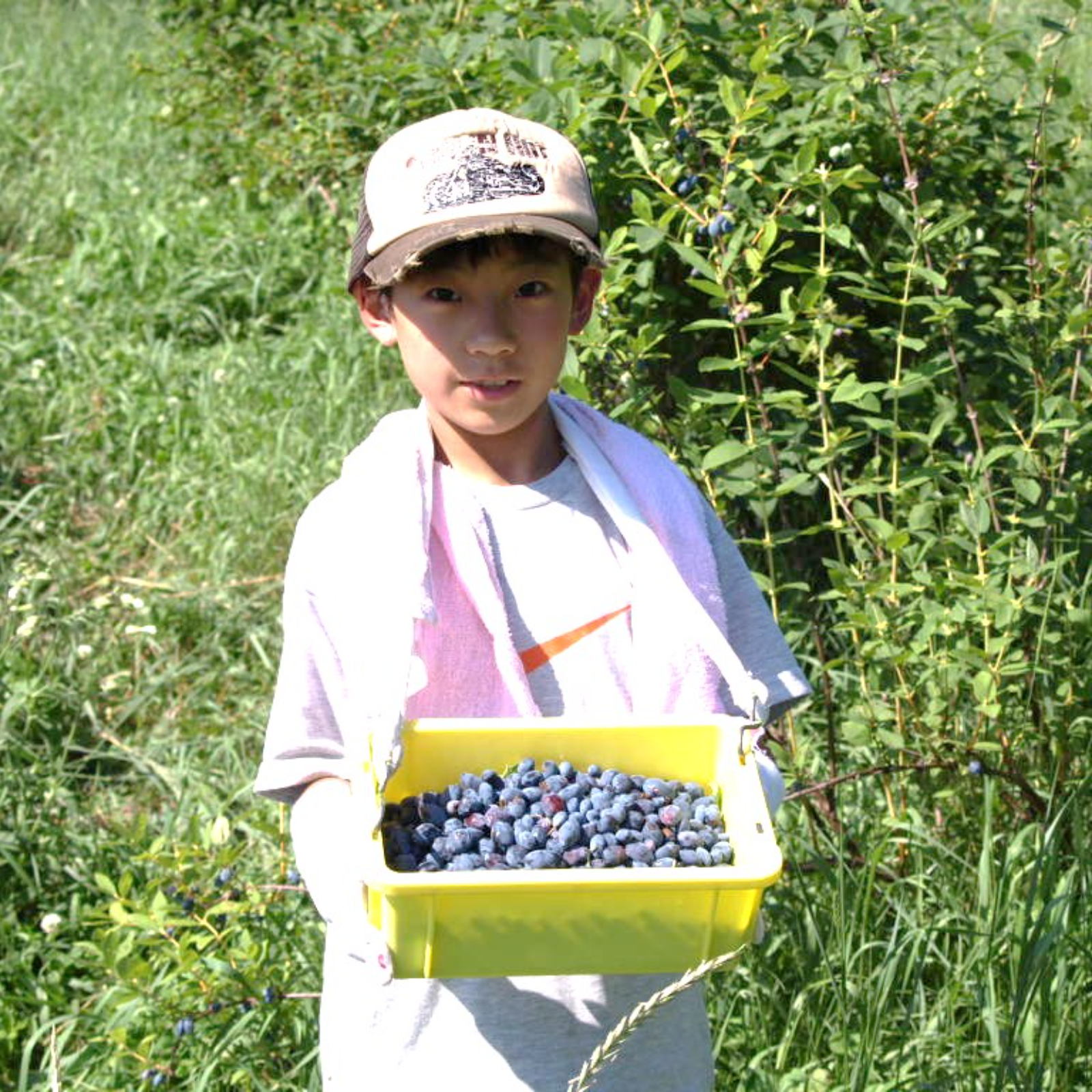 お値下げ中！冷凍ハスカップ2キロ★ 北海道十勝産冷凍ハスカップ【サイズ混】（500g） | 果物/ベリー類