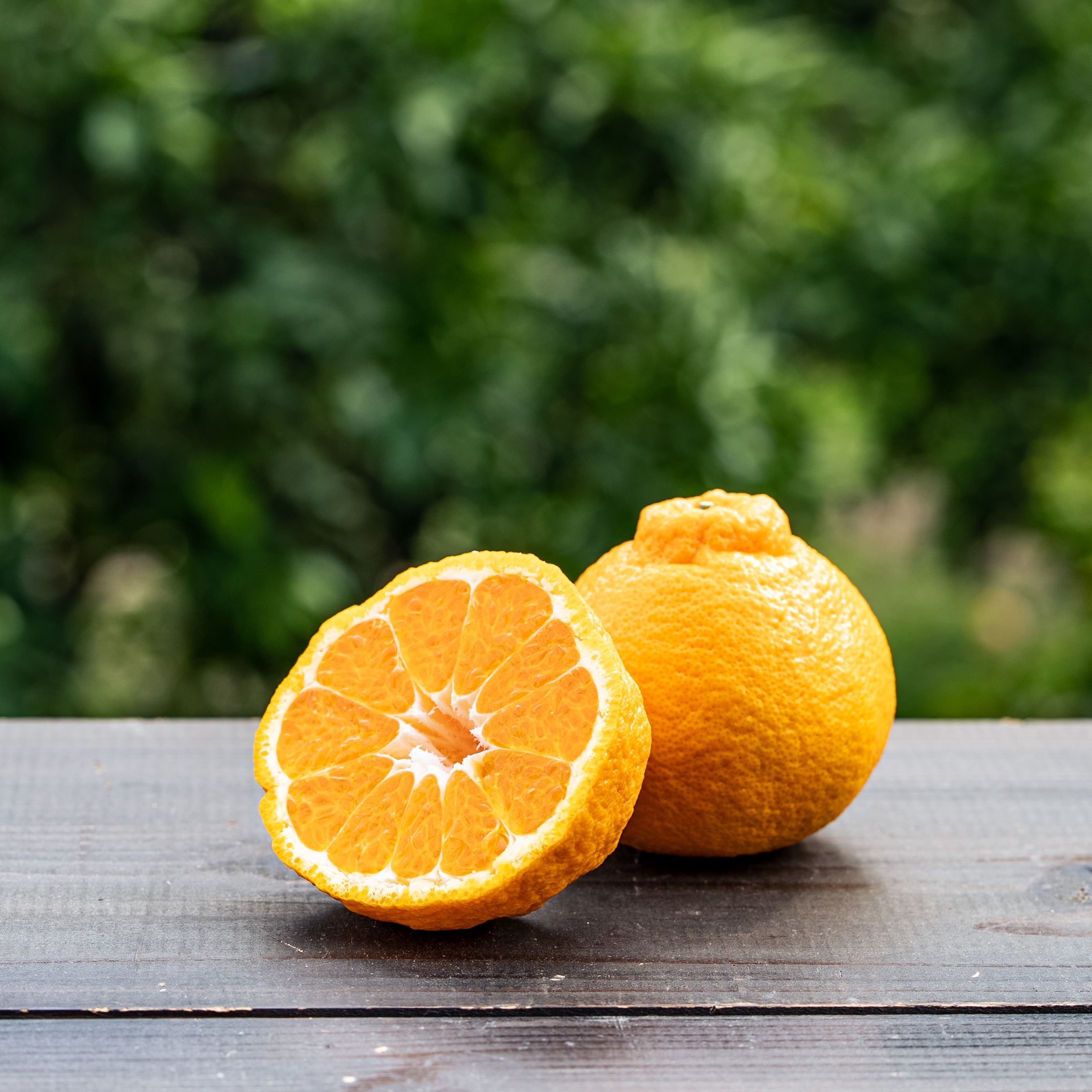 【CPC-LSF】みかん CPC-LSF】みかん CPC-LSF】みかん CPC-LSF】みかん CPC-LSF】みかん