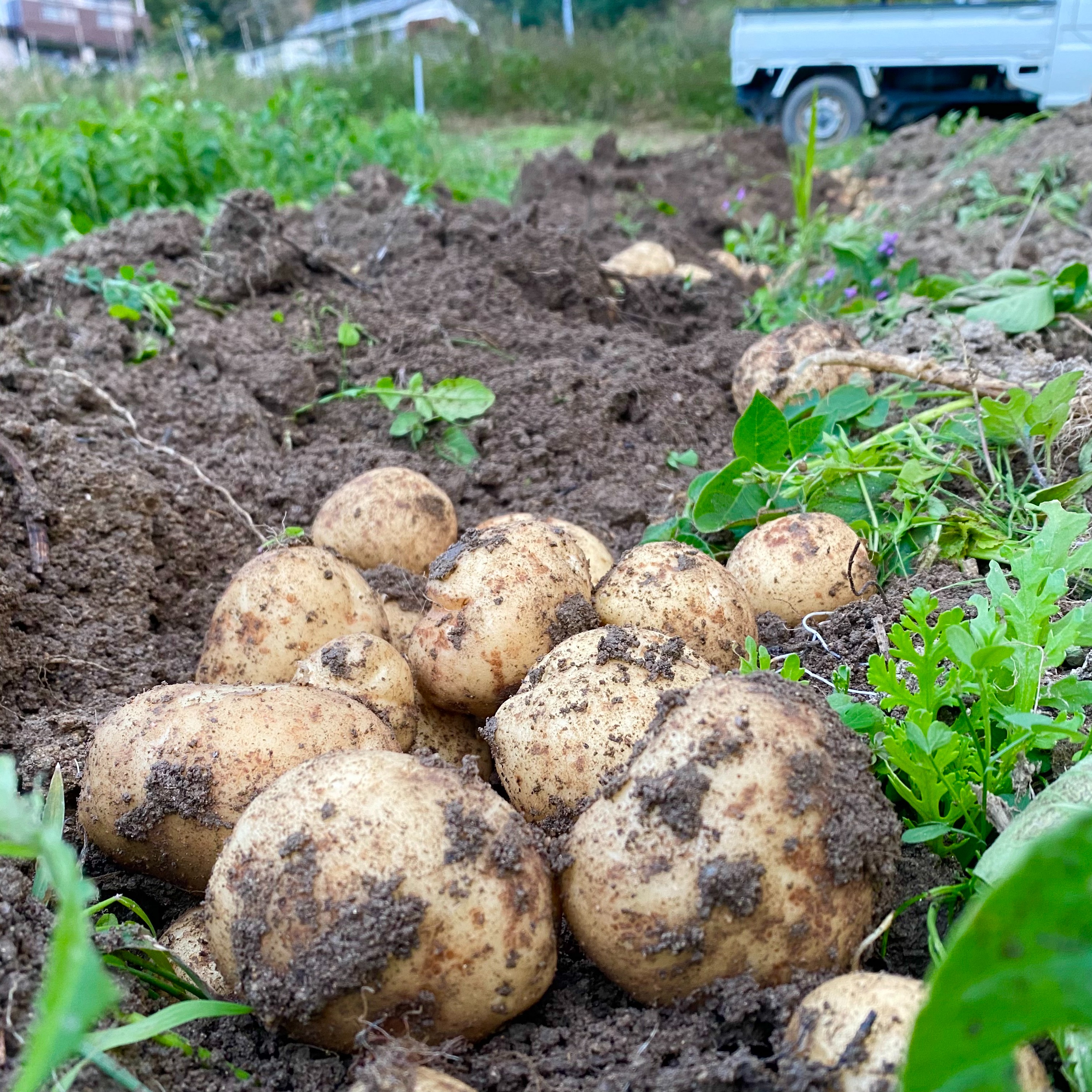 自然栽培】出島（デジマ）じゃがいも 10㎏（農薬・肥料不使用）馬鈴薯